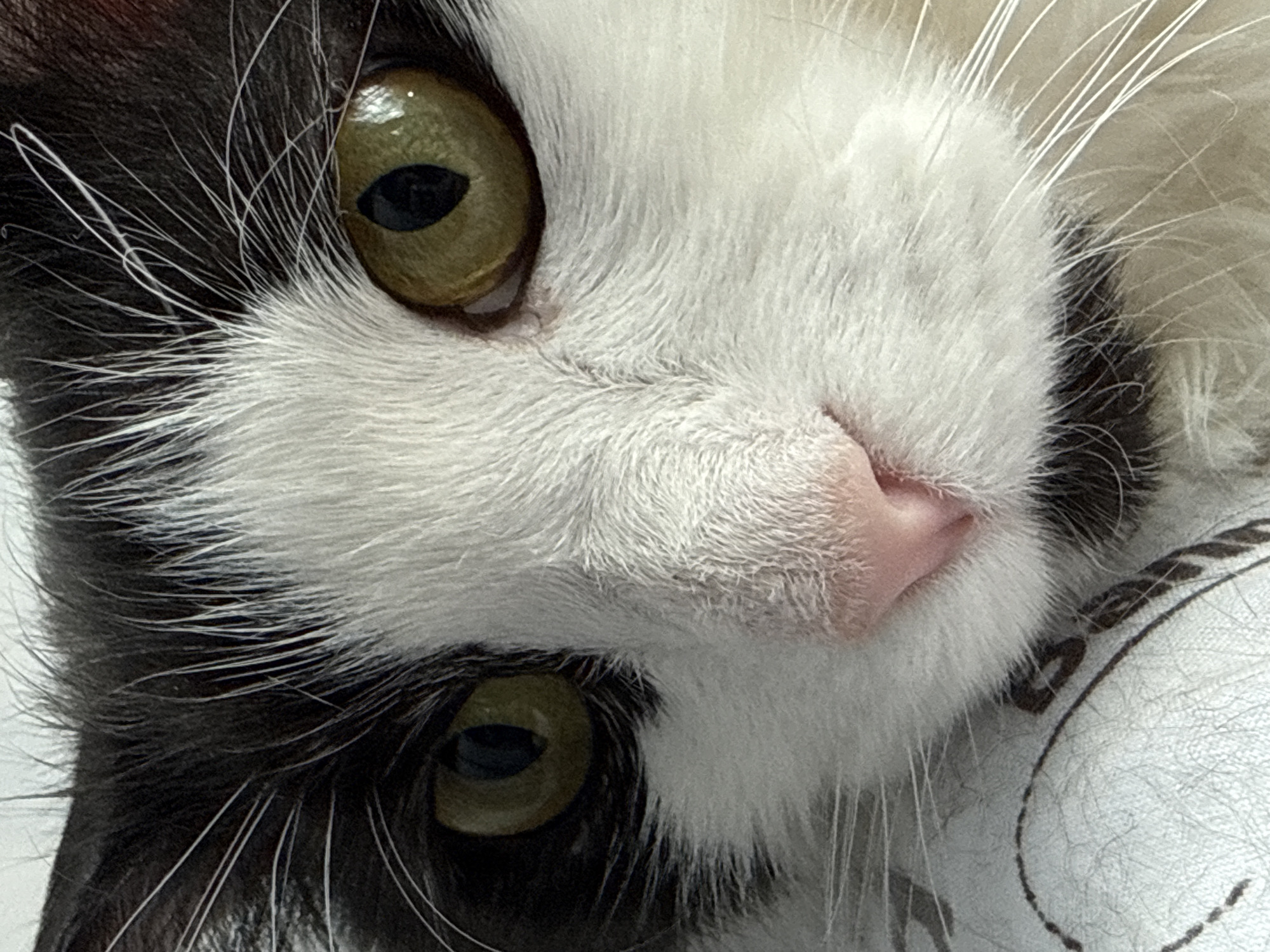 A close-up shot shows the face of a black and white cat. The cat has golden-green eyes, a pink nose, and long white whiskers. The background appears to be a patterned white fabric. The image does not provide information regarding the location of Votkinsk, Russia.