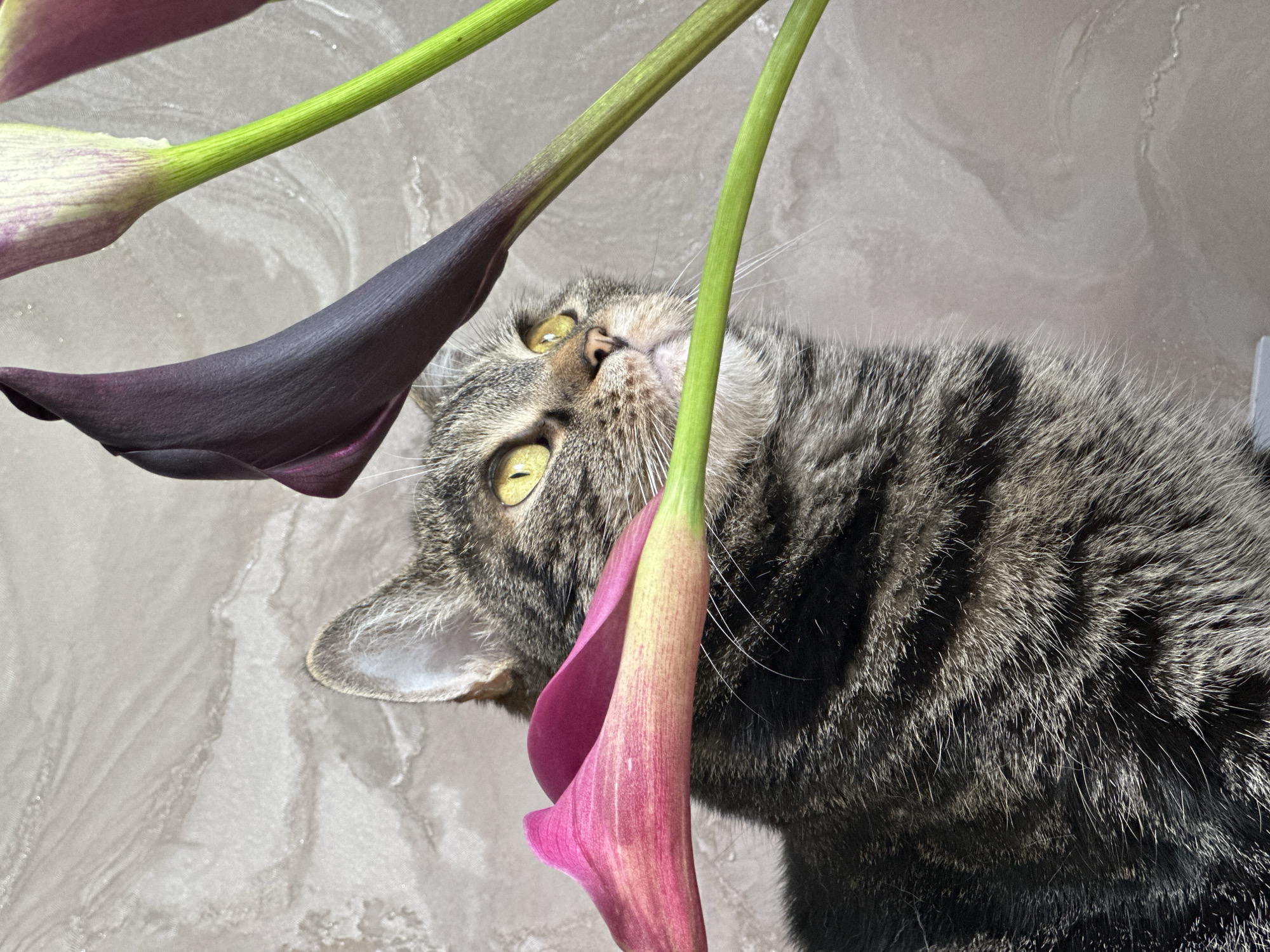 A tabby cat with yellow eyes is looking up at several calla lilies against a textured, light-colored wall. The cat is positioned on the left side of the frame, with its head and shoulders visible. A pink calla lily is in the foreground, obscuring part of the cat's face, and a dark purple calla lily is above and behind the cat. The background wall has a marbled or textured pattern. The image is a close-up shot, focusing on the interaction between the cat and the flowers.