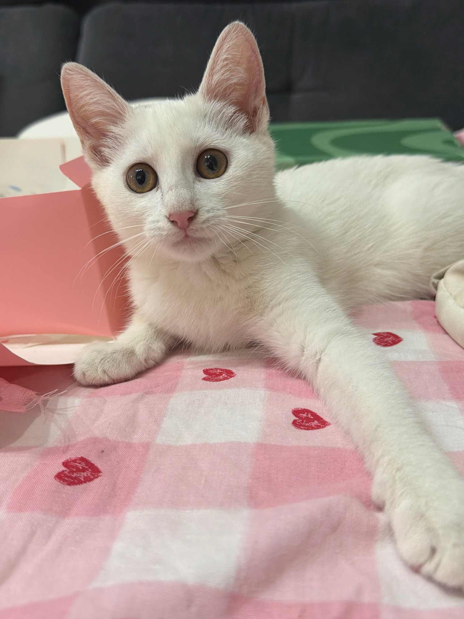 A white cat with amber eyes is lying on a pink and white checkered blanket adorned with small red heart prints. The cat is positioned in the center of the frame, facing slightly to the left. Its front right paw is extended forward, resting on the blanket. A pink folder is visible to the left of the cat. In the background, a dark sofa and a green object are partially visible. The overall setting appears to be an indoor environment. The location in the city of Pernik, Bulgaria, cannot be determined from the image.