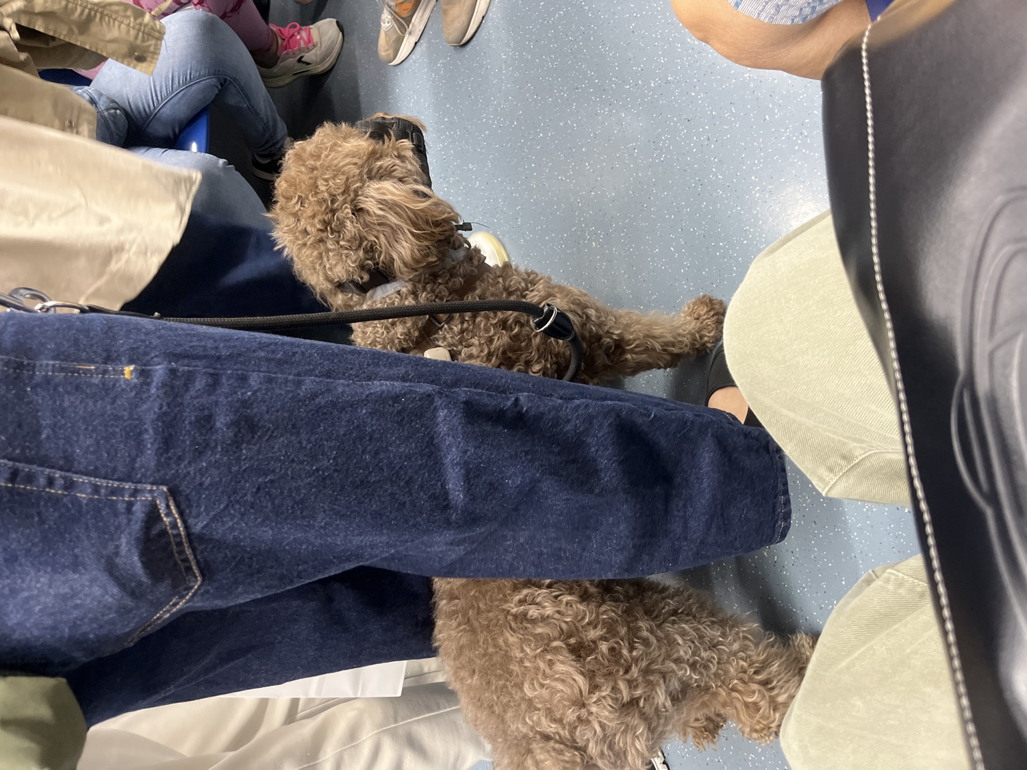 The image captures a ground-level view within what appears to be a public transport setting or waiting area in Barcelona, Spain. The scene focuses on the lower halves of several individuals and a dog on a light blue, speckled floor.
In the foreground, a person is wearing dark blue jeans, with their left leg prominent. A small to medium-sized, curly-haired brown dog is calmly situated on the floor next to this person's leg. The dog wears a black harness and is attached to a black leash that is partially visible. The dog's head is turned away from the camera, facing towards the top left of the frame.
To the right, another person's legs are visible, clad in light beige or khaki trousers and dark shoes. A large black bag or object, possibly a piece of luggage, stands upright next to them, showing white stitching details. Further back and to the left, another individual is seen wearing light blue jeans, a light-colored jacket, and white sneakers with pink laces. The feet of a fourth person with light-colored shoes are also partially visible in the upper right background.
The activity depicted is people traveling or waiting in a public space, with a dog accompanying one of the passengers, suggesting it might be a pet or service animal. The low perspective and crowded feel indicate a confined space. No specific time of day or weather conditions are discernible, nor is any visible text present on clothing or objects. The dog appears calm and well-behaved in the public environment.