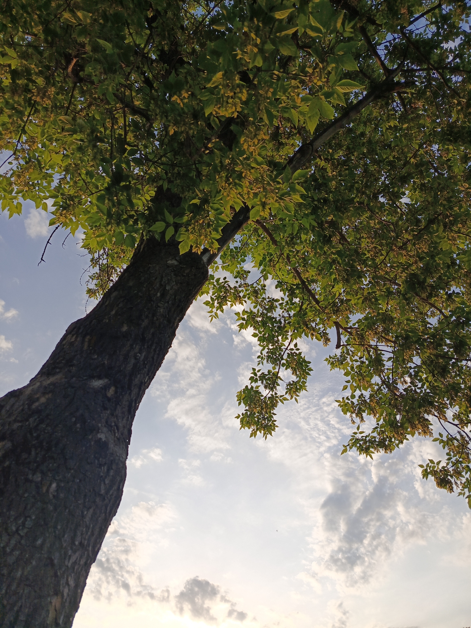 A low-angle shot features a tree with a thick, dark trunk extending diagonally from the lower-left to the upper-center of the frame. The tree's canopy, full of green and yellow leaves, covers the upper portion of the image. The background consists of a blue sky interspersed with white clouds. The sun is partially visible at the bottom of the image. The location is Chaikovsky, Russia.