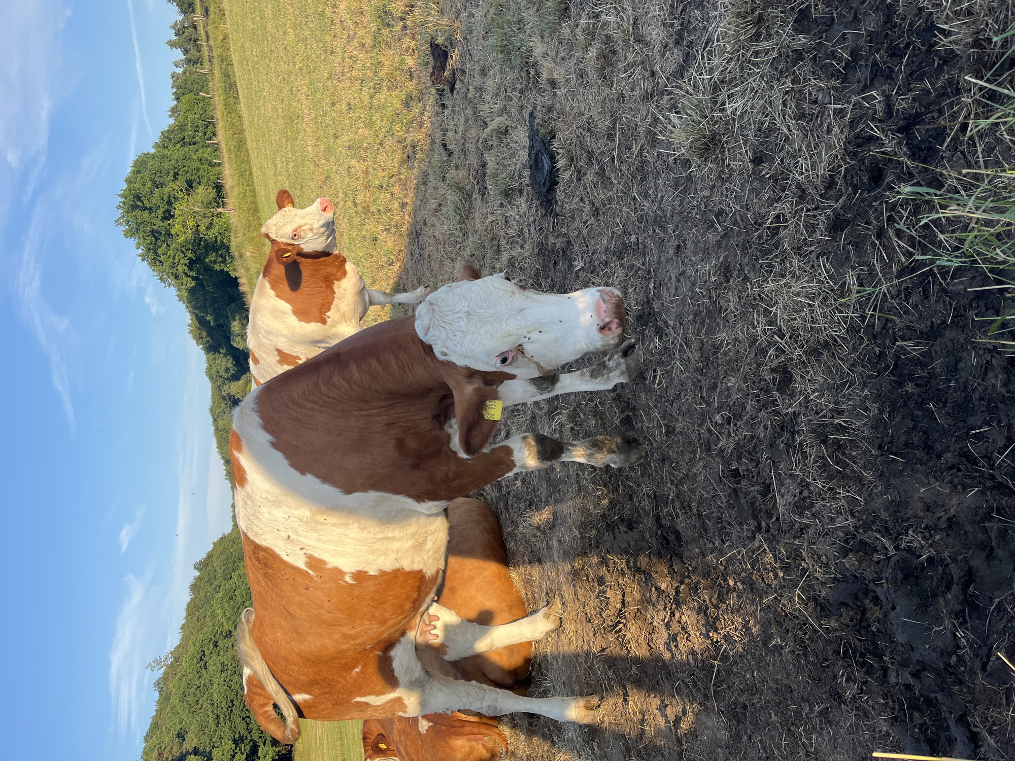 In Wiera, Germany, a herd of brown and white cows stands in a muddy field under a clear blue sky. The cows are the primary subjects, with their bodies prominently featured in the foreground and middle ground. The largest cow in the foreground, facing the camera, has a white face with pink accents around its nose and eyes, and a yellow tag in its ear. Behind it, another cow is lying down, and a third cow stands in the background, also facing the camera. The environment consists of a rough, muddy field with scattered dry grass and some patches of green. In the background, rolling hills covered in lush green trees create a natural landscape. The lighting suggests it is either early morning or late afternoon, with long shadows cast across the muddy ground.