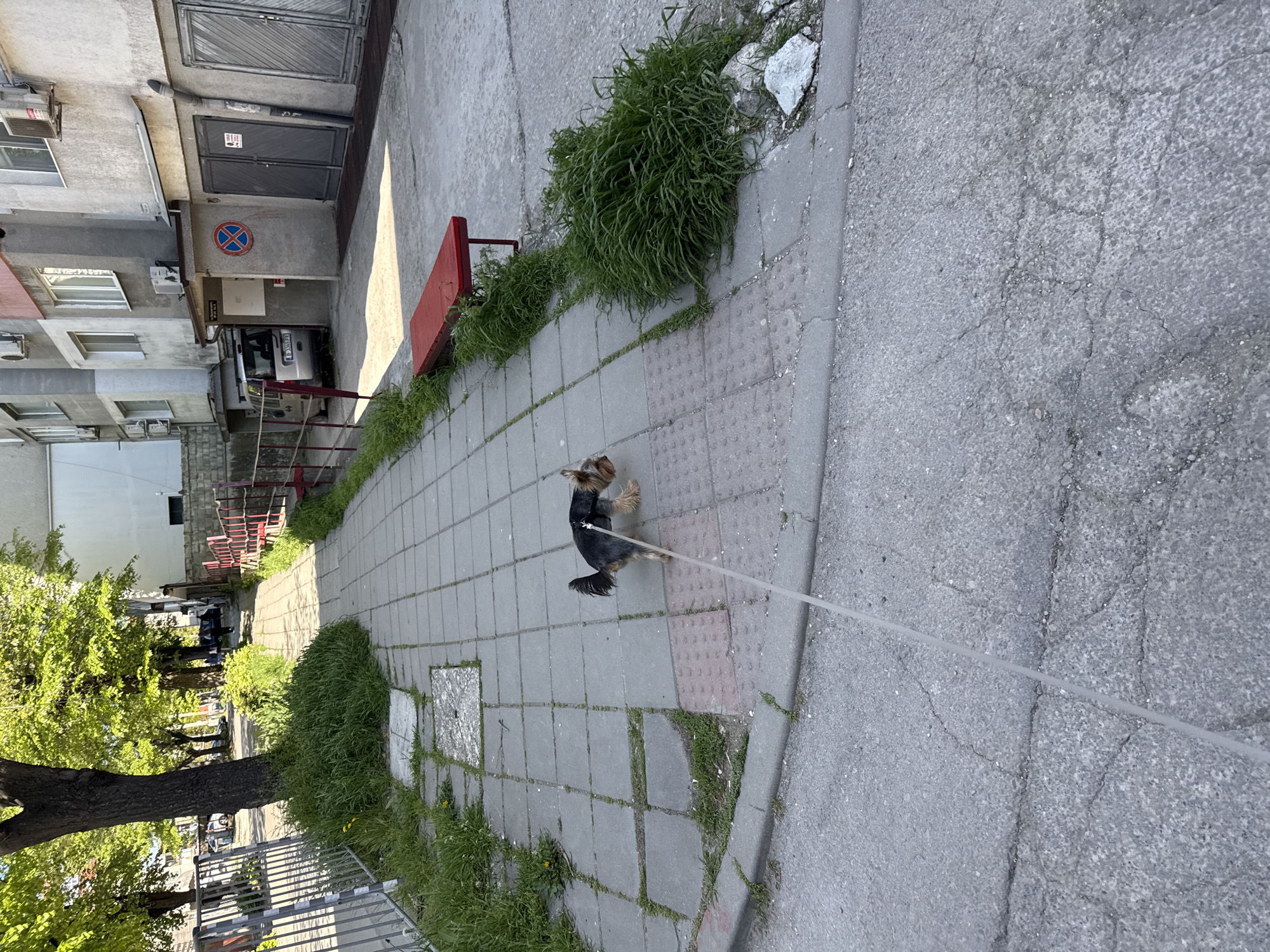 A small, dark-colored dog is on a leash being walked along a sidewalk. The sidewalk is paved with grey concrete squares, some with red textured inserts. The walkway has overgrown green vegetation along the edges and is adjacent to a building on the left side.
The building is multi-storied and made of concrete and stucco. The building has windows and air conditioning units. There is a no parking sign near the building. A white vehicle is parked near the building.
The environment is urban with trees visible in the background. It is daytime.
The location is likely in Varna, Bulgaria.