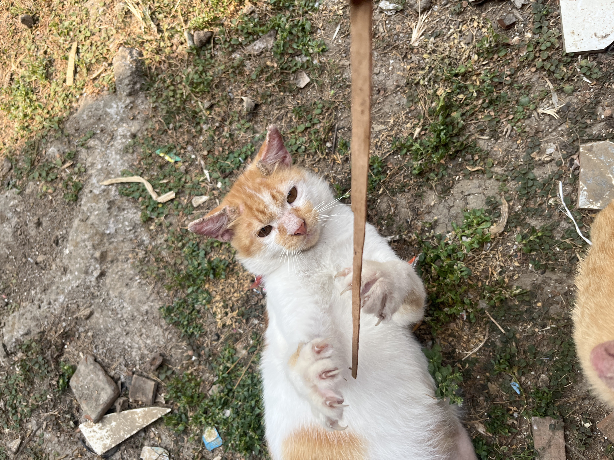 An orange and white cat is lying on its back on the ground in what appears to be a rural area, possibly in Karangrandu, Indonesia, based on the context. The ground is covered with soil, small green plants, and debris, including pieces of concrete and plastic. The cat's paws are extended, and it seems to be playing or interacting with a thin, wooden stick being held from the right side of the frame. The cat has visible claws and is looking towards the camera. Another orange cat's head is partially visible at the bottom of the frame. The lighting suggests it is daytime, with sunlight casting shadows on the ground.