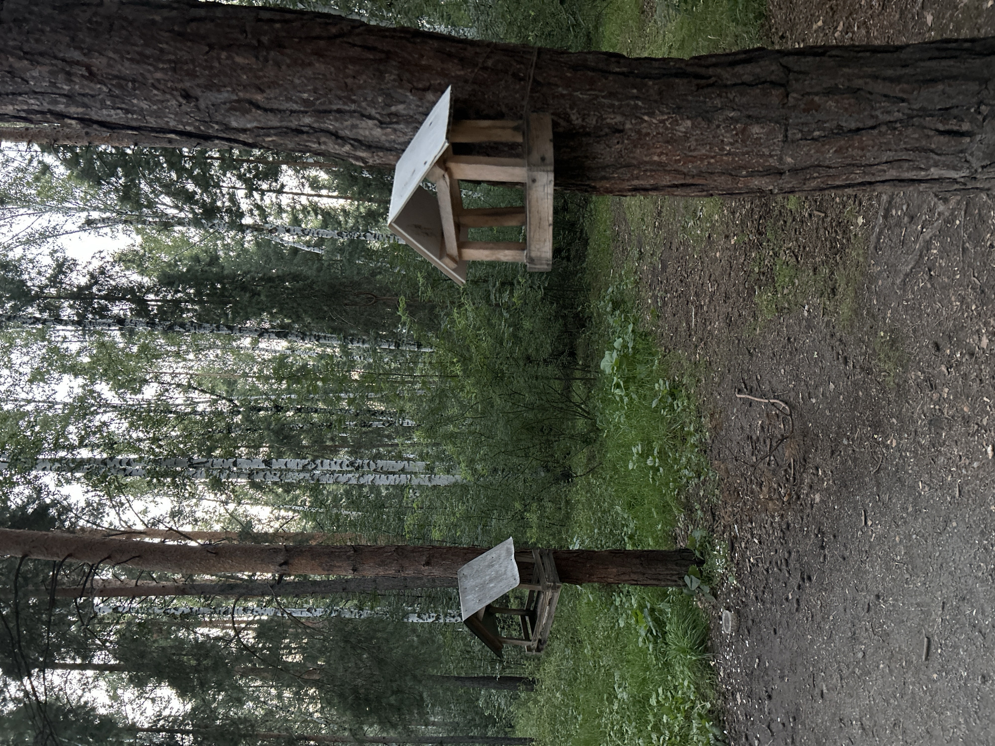 The image depicts a forest path with two wooden bird feeders mounted on trees. The bird feeder in the foreground is larger and attached to a thick, rough-barked tree on the right side of the image. It has a simple wooden construction with a sloped roof. A second, smaller bird feeder is visible on the left, mounted on a thinner tree trunk, also with a sloped roof. The ground is covered with dirt, pine needles, and sparse vegetation. A path curves through the scene, leading deeper into the forest. The background is filled with a dense canopy of trees, including tall pines and birch trees with distinctive white bark. The lighting suggests it is either early morning or late evening, with soft, diffused light filtering through the trees. No people or animals are visible in the image.