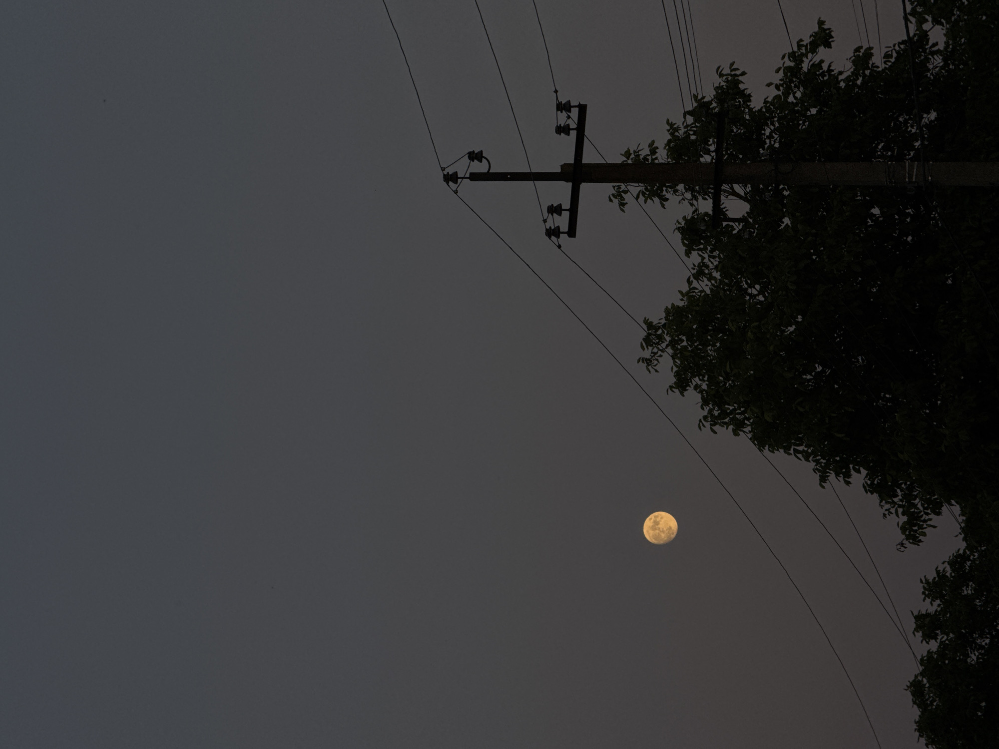The image captures a twilight scene in an unknown urban or suburban location. A full moon, appearing slightly yellow or orange, is positioned in the upper left quadrant of the sky. A wooden utility pole with insulators and power lines is prominent in the right half of the frame. The lower portion of the image is dominated by the dark silhouettes of trees and foliage, partially obscuring the base of the utility pole. The sky is a gradient of dark gray, indicative of dusk or dawn. There are no people visible in the scene.