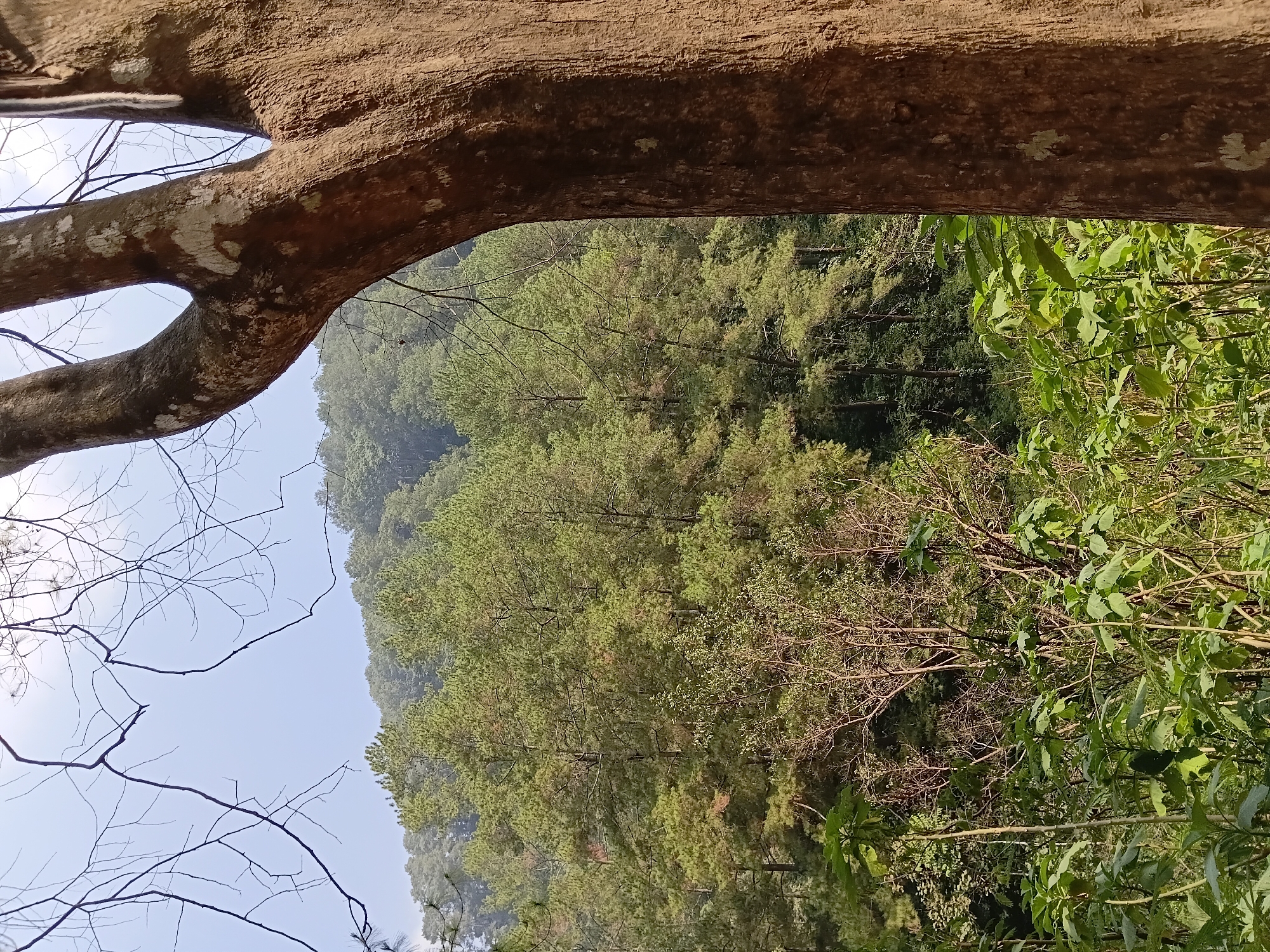 A view of a forested hillside in Ciburial, Indonesia is captured from a low angle, dominated by the rough, brown bark of a large tree trunk in the foreground on the right. The tree's branches, bare of leaves, extend into the hazy, light blue sky at the top of the frame. Beyond the foreground tree, the hillside is densely covered with a variety of green trees, appearing as a thick canopy. Among these are tall, slender pine trees with their characteristic needle-like foliage. In the lower part of the image, lush green foliage and the branches of smaller trees and shrubs create a dense undergrowth. The overall scene depicts a natural, outdoor environment with a focus on the textures and colors of the forest.