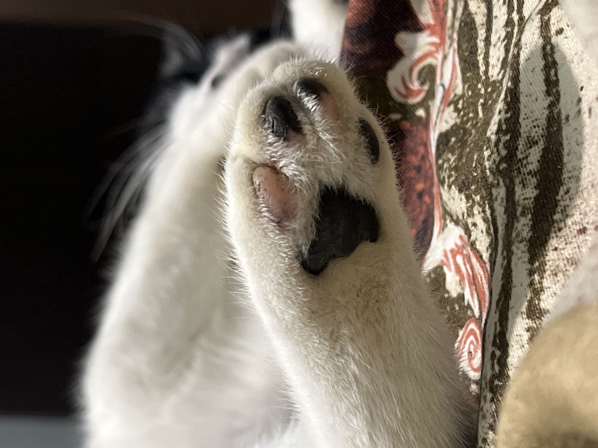 A close-up shot focuses on the paw of a white cat, resting on a patterned fabric. The paw is white with black paw pads. The fabric underneath features a repeating pattern of red and white swirls and lines, on a background of brown and white stripes. The cat's fur is visible, along with some fine whiskers. The background is dark and out of focus, suggesting an indoor setting. The image does not contain any information about the city of Smolenskaya, Russia.