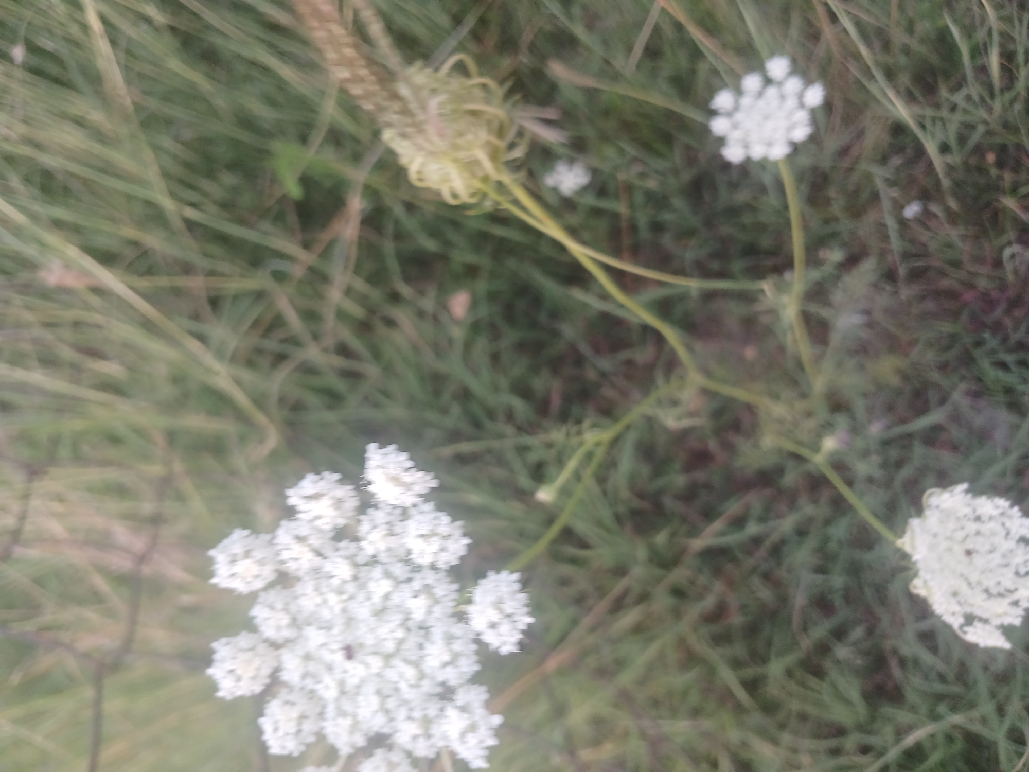 A blurred image shows white flowers in a grassy field. One cluster of flowers is large and in the upper left quadrant. Another smaller cluster is in the lower right quadrant. The background is green grass and some brown, dried vegetation. A blurry wire fence is visible in the upper left. The image quality is poor due to motion blur and low resolution.