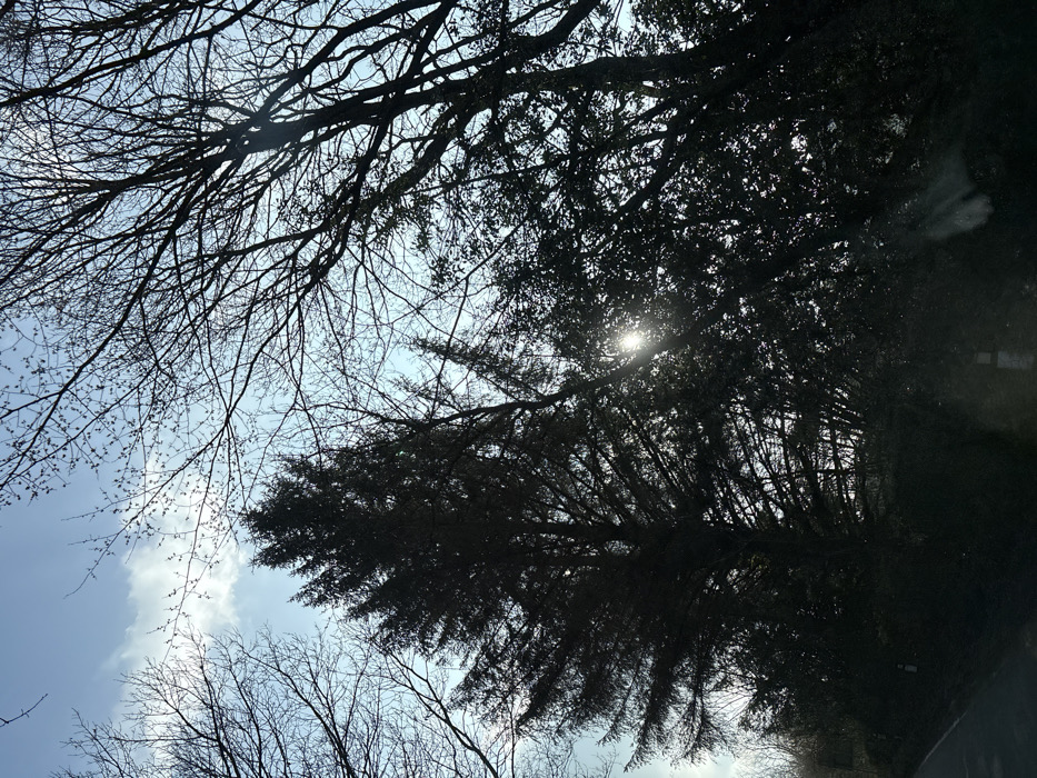 The image displays a woodland scene located in the city of Stiperstones, United Kingdom, under a bright sky with scattered white clouds. The foreground and midground are dominated by heavily silhouetted trees against a lighter background. A tall, dark evergreen tree, likely a conifer, stands prominently to the left of the image's center, its dense foliage obscuring detail. To the right, various deciduous trees with bare, intricate branches extend upwards, framing the sky. Sunlight directly penetrates the tree canopy from the mid-right, creating a distinct starburst effect and lens flare. In the lower-left quadrant, a segment of a dark asphalt road is visible, curving slightly. Two white-topped black marker posts are present along the right edge of the road within the lower frame. No individuals, animals, or specific activities are observed within the scene.