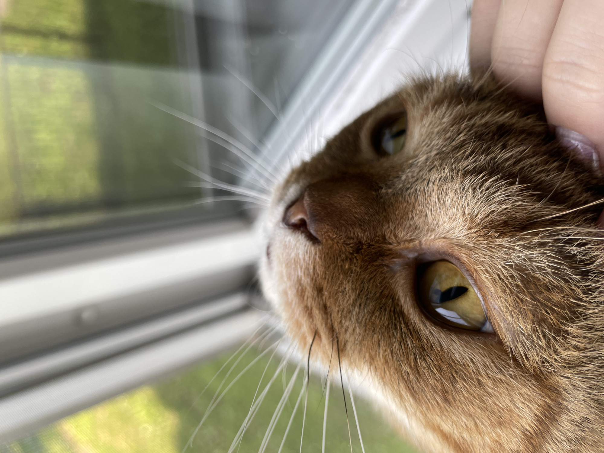 A close-up, high-angle shot shows the face of a ginger cat looking upwards and to the left. The cat's yellow eyes are visible, as are its whiskers and nose. A human hand is gently touching the cat's cheek. The background is out of focus and appears to be a window with a blurred green outdoor scene visible through it. The scene is indoors, near a window.