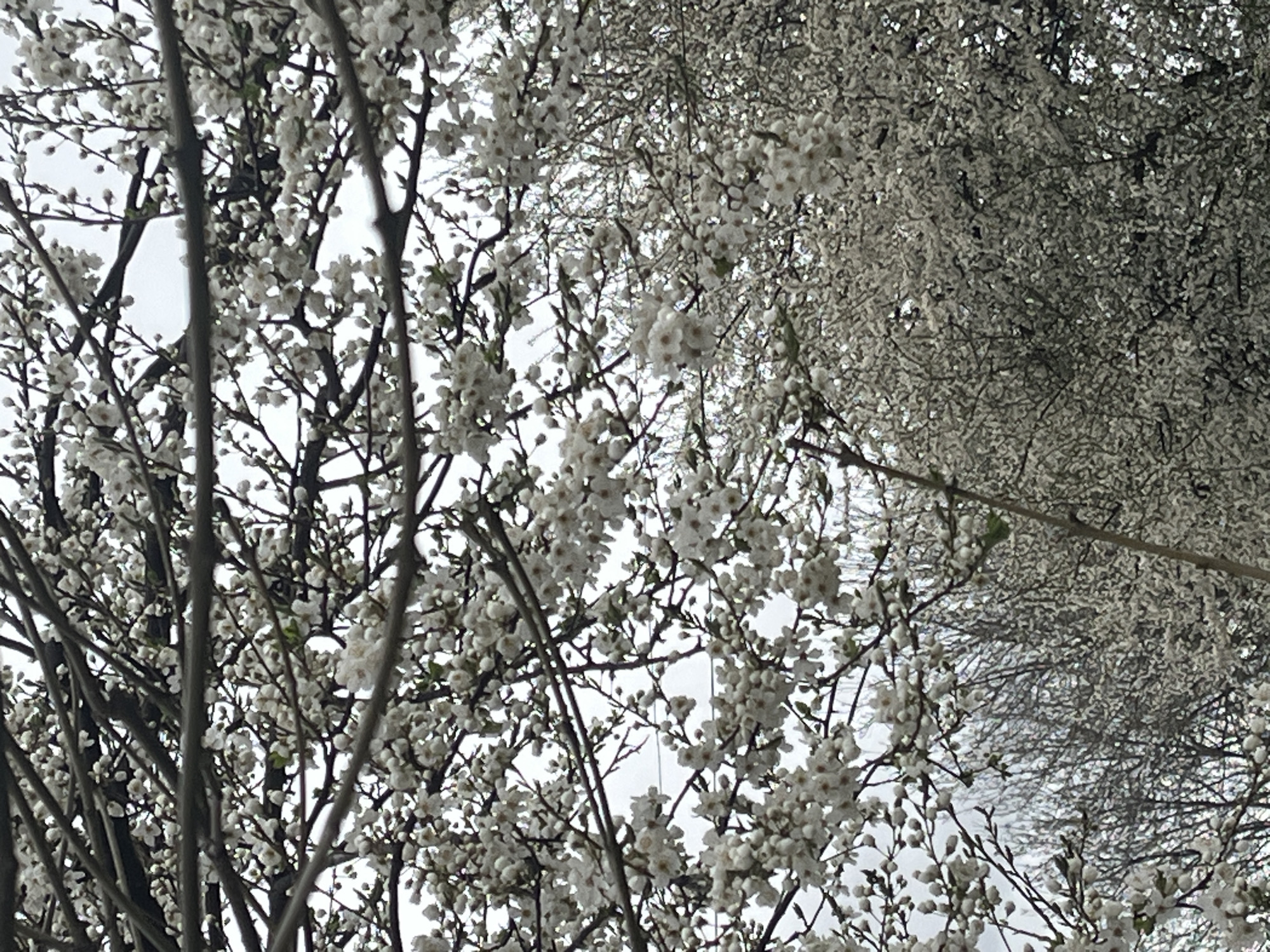 The image shows tree branches covered in small, white flowers, likely blossoming in spring. The branches are predominantly dark in contrast to the blossoms. The sky is overcast and appears white, suggesting a cloudy day. The composition is such that the viewer is looking up through the trees.
While I can describe the image in detail, I cannot determine its location as Sofia, Bulgaria, without additional information or context within the image itself.
