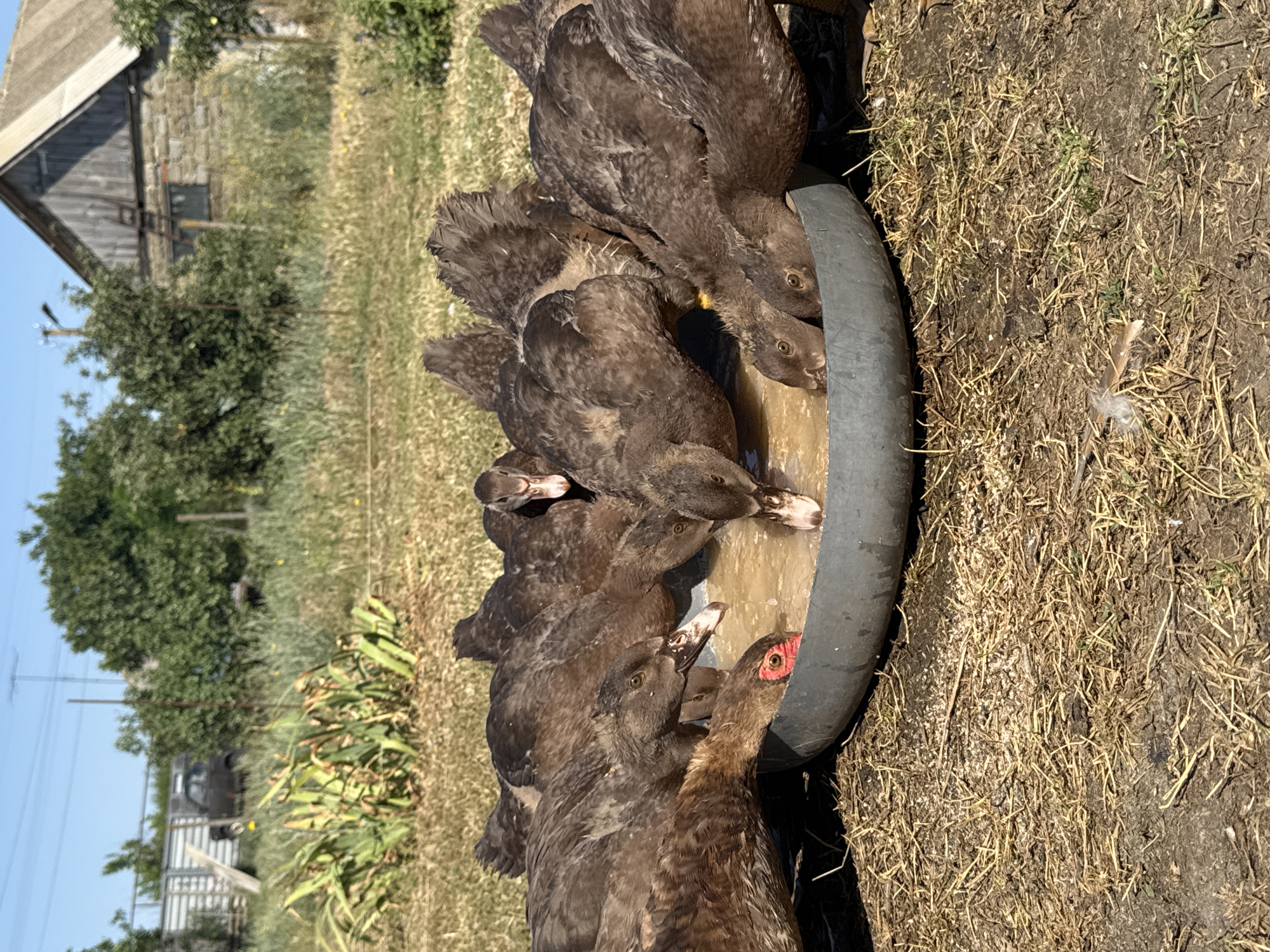 In Shcherbanka, Ukraine, a group of brown-feathered ducks are gathered around a grey water trough, drinking water. The trough is filled with muddy water, and straw and dried grass are scattered around it. In the background, a rustic wooden house with a grey roof stands amidst overgrown vegetation. The sky is clear and blue, suggesting a sunny day. A dark-colored car is parked behind a metal fence to the left of the frame. The scene depicts a rural setting with domestic animals in their natural environment.