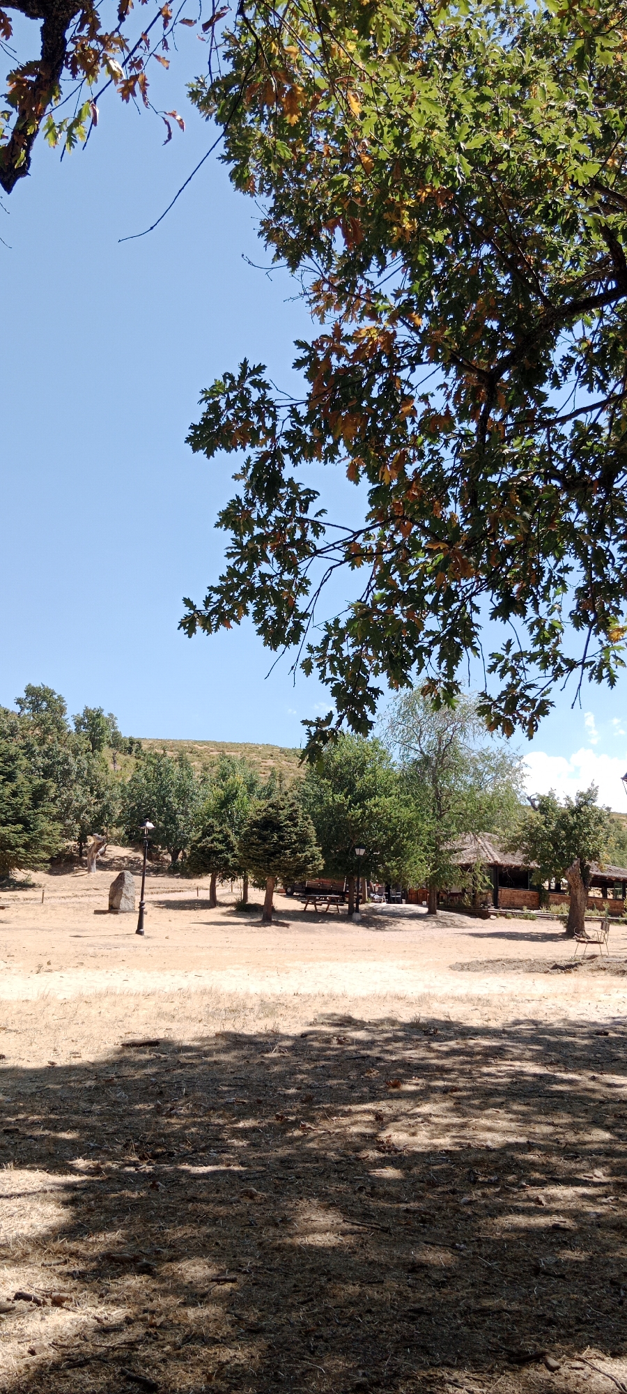 An outdoor scene in Cerezo de Abajo, Spain, on a clear day with a bright blue sky. The foreground is dominated by dry, light-colored grass with shadows cast from trees. In the middle ground, a dusty, open area is dotted with trees of various sizes and types, including coniferous and deciduous trees. A stone monument and a lamppost stand in this area. Further back, a rustic building with a thatched roof and wooden supports is visible, accompanied by picnic tables. The background features a gently sloping, tree-covered hillside. Overhead, the branches of a large deciduous tree, with some leaves showing autumnal colors, frame the top portion of the image.
