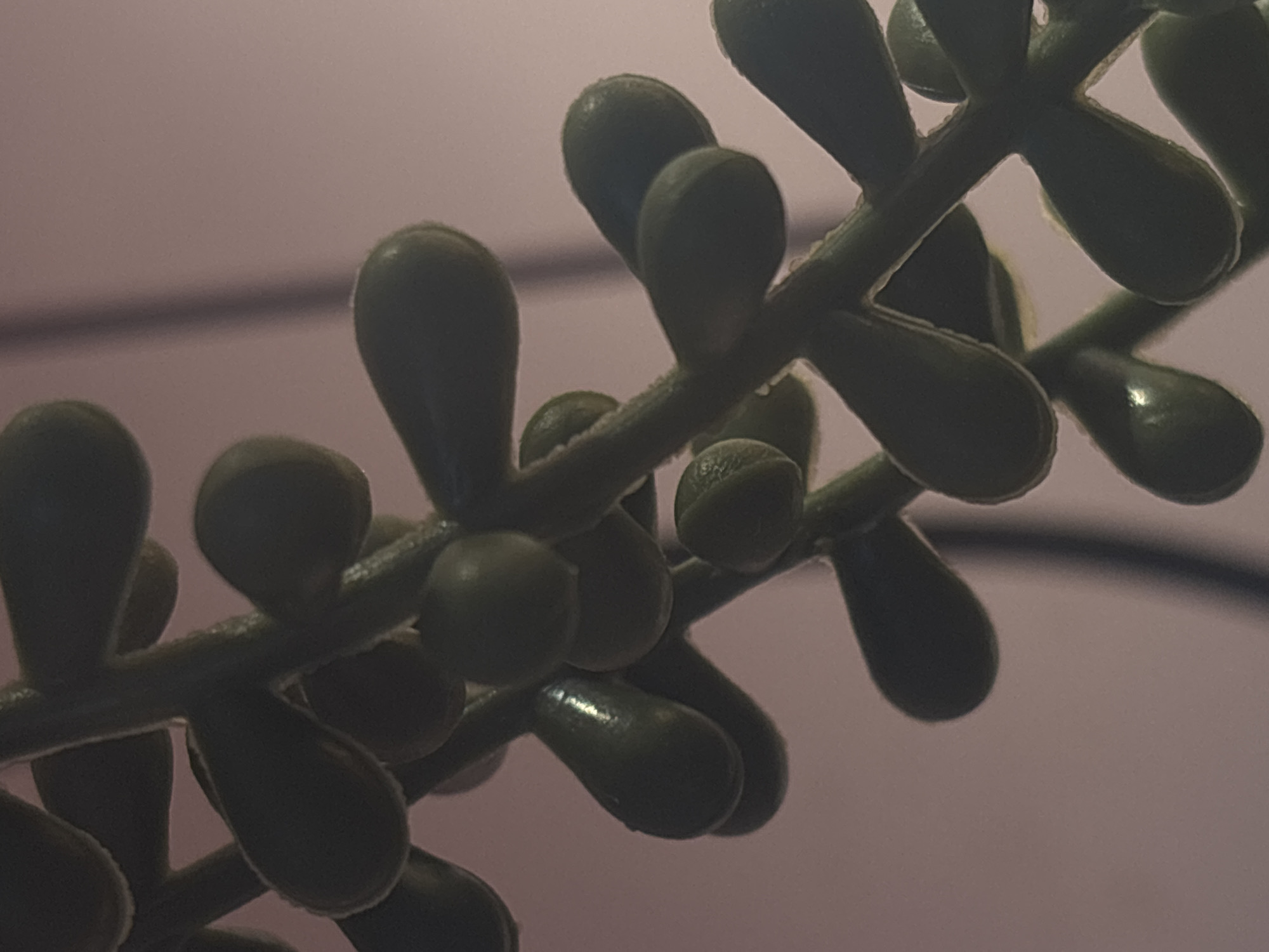 The image shows a close-up, low-angle shot of a string of pearls plant against a soft, pinkish-purple background. The succulent plant features plump, tear-drop shaped leaves, each a dark green and glossy, with a hint of sheen from the lighting. The leaves are arranged alternately along a thin, fuzzy stem, creating a cascading effect. Some of the leaves exhibit tiny water droplets, suggesting recent watering or high humidity. The background is out of focus, with subtle vertical lines that could be indicative of blinds or a window. No people, animals, or any other objects are visible in the frame. The lighting appears to be ambient, possibly artificial, creating soft shadows and highlights on the leaves. There is no discernible context for the location of Saint Petersburg, Russia, within this image.