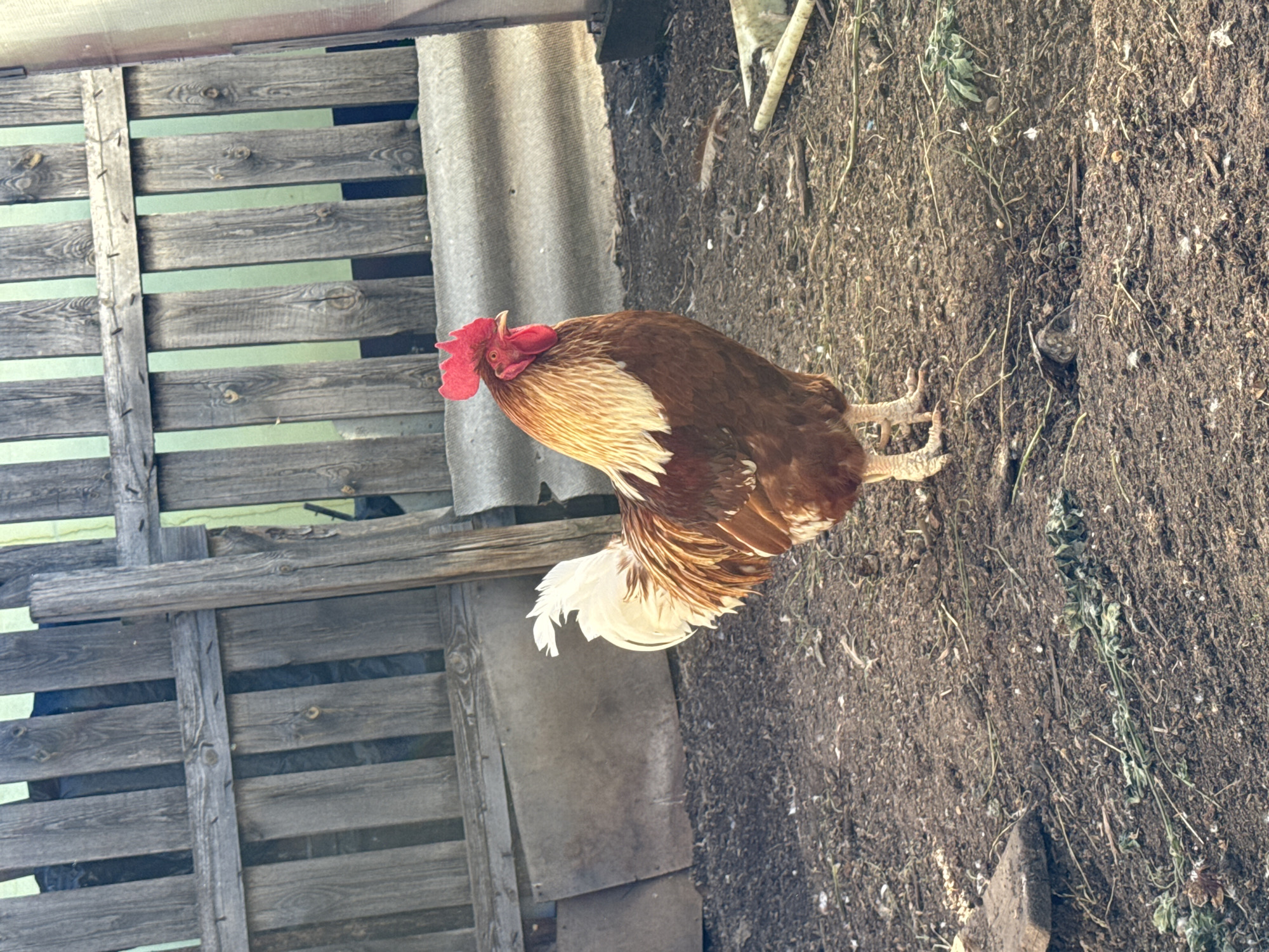 A rooster with brown and gold plumage stands on muddy ground in front of a weathered wooden fence. The rooster's comb is bright red, and its tail feathers are white and gold. The fence appears to be old and is constructed from vertical wooden planks. Some corrugated metal sheeting is visible behind the rooster, leaning against the fence. The ground is covered in dirt, small stones, and sparse vegetation. The scene appears to be in an outdoor enclosure, possibly a farm or backyard. The lighting suggests it is daytime. This scene is located in Chaikovsky, Russia.
