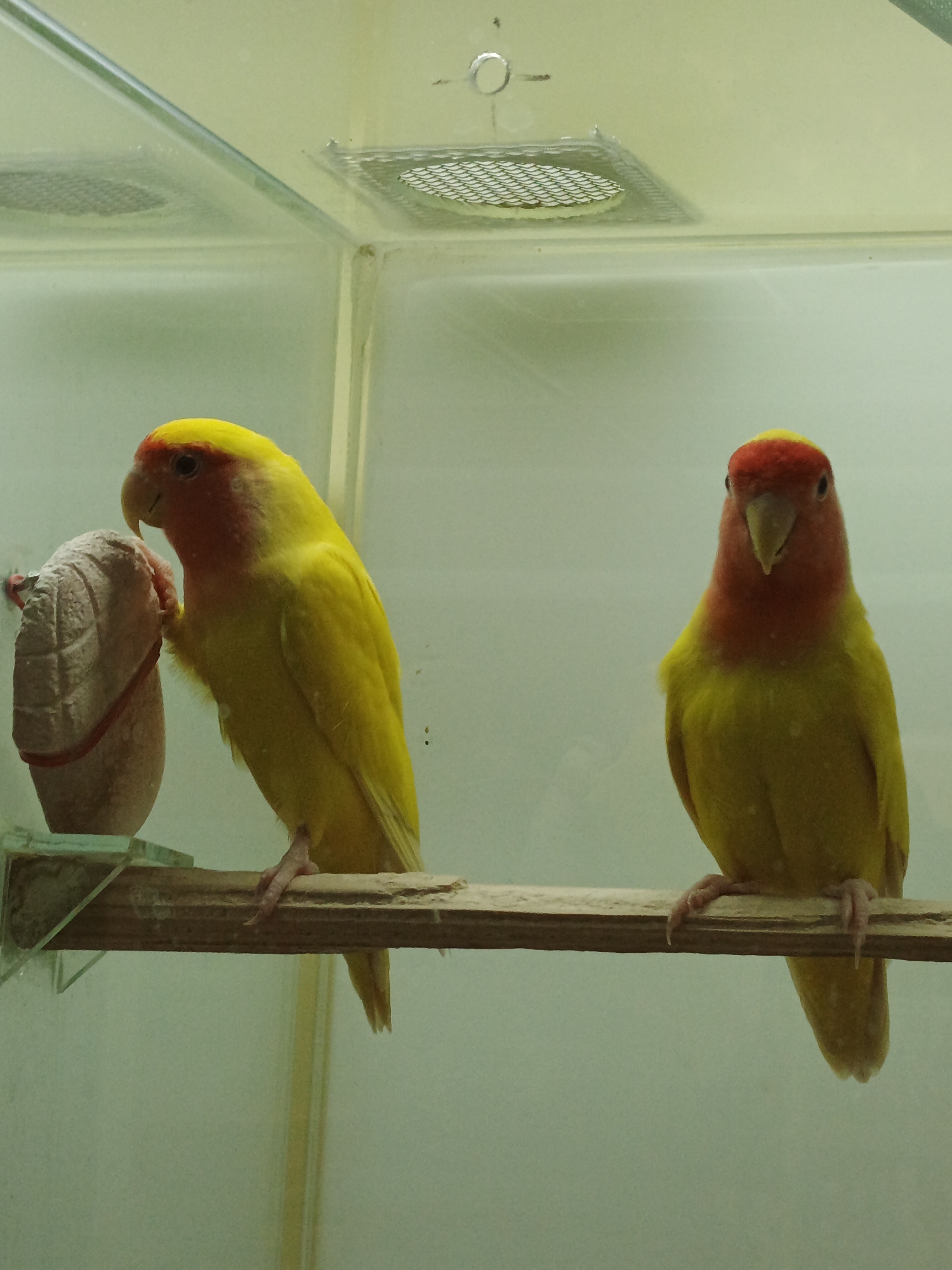 Two yellow and red lovebirds are perched on a wooden branch inside a glass enclosure. One bird is on the left, facing left, and appears to be interacting with a beige, textured object attached to the enclosure wall. The other bird is on the right, facing forward and looking directly at the camera. The background is a light, pale green. The image is taken from a slightly elevated angle. There is no information within the image to determine its location in Zlatoust, Russia.