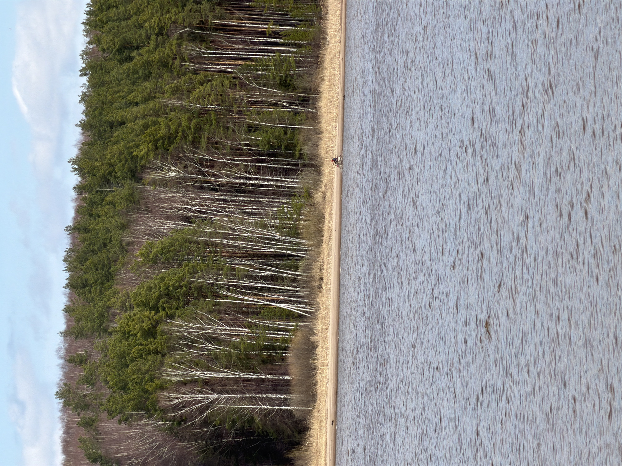 The image depicts a landscape with a body of water on the right side and a forest on the left. The water surface shows subtle ripples. A narrow sandy beach separates the water from the forest edge. The forest consists of both coniferous trees (appearing green) and deciduous trees with white trunks, possibly birch.
Near the water's edge, there appears to be a single person standing or walking along the shore.
The location is Chaikovsky, Russia.