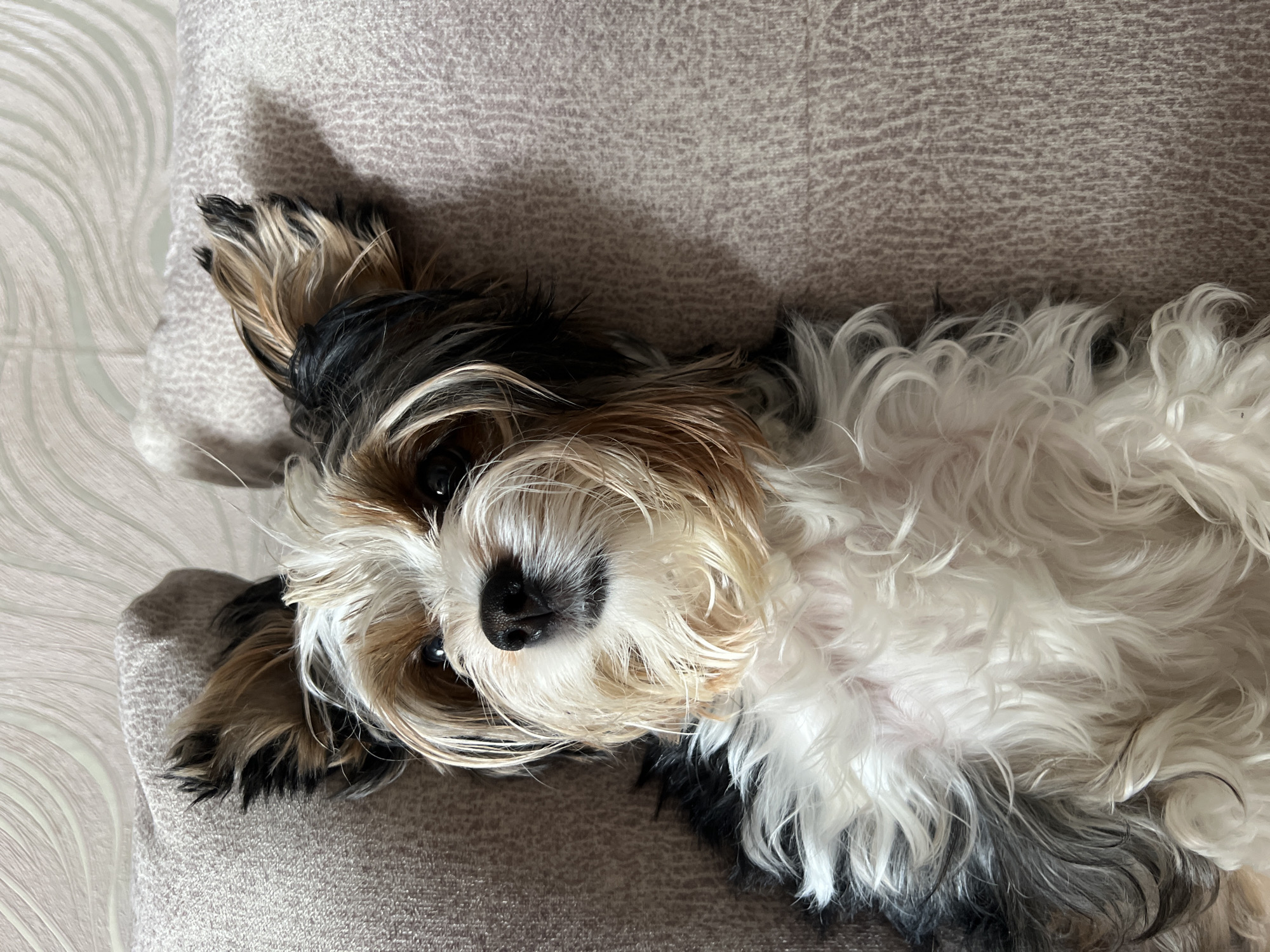 A small dog with tri-color fur, predominantly white with brown and black markings, lies on its back on a patterned sofa. The dog's head is tilted slightly upwards, with its ears perked. Its eyes are open, and it appears to be looking at the camera. The sofa's fabric has a textured pattern, and two pillows are visible behind the dog. The background shows a wall with a similar patterned wallpaper. The image was taken in Yanaul, Russia.