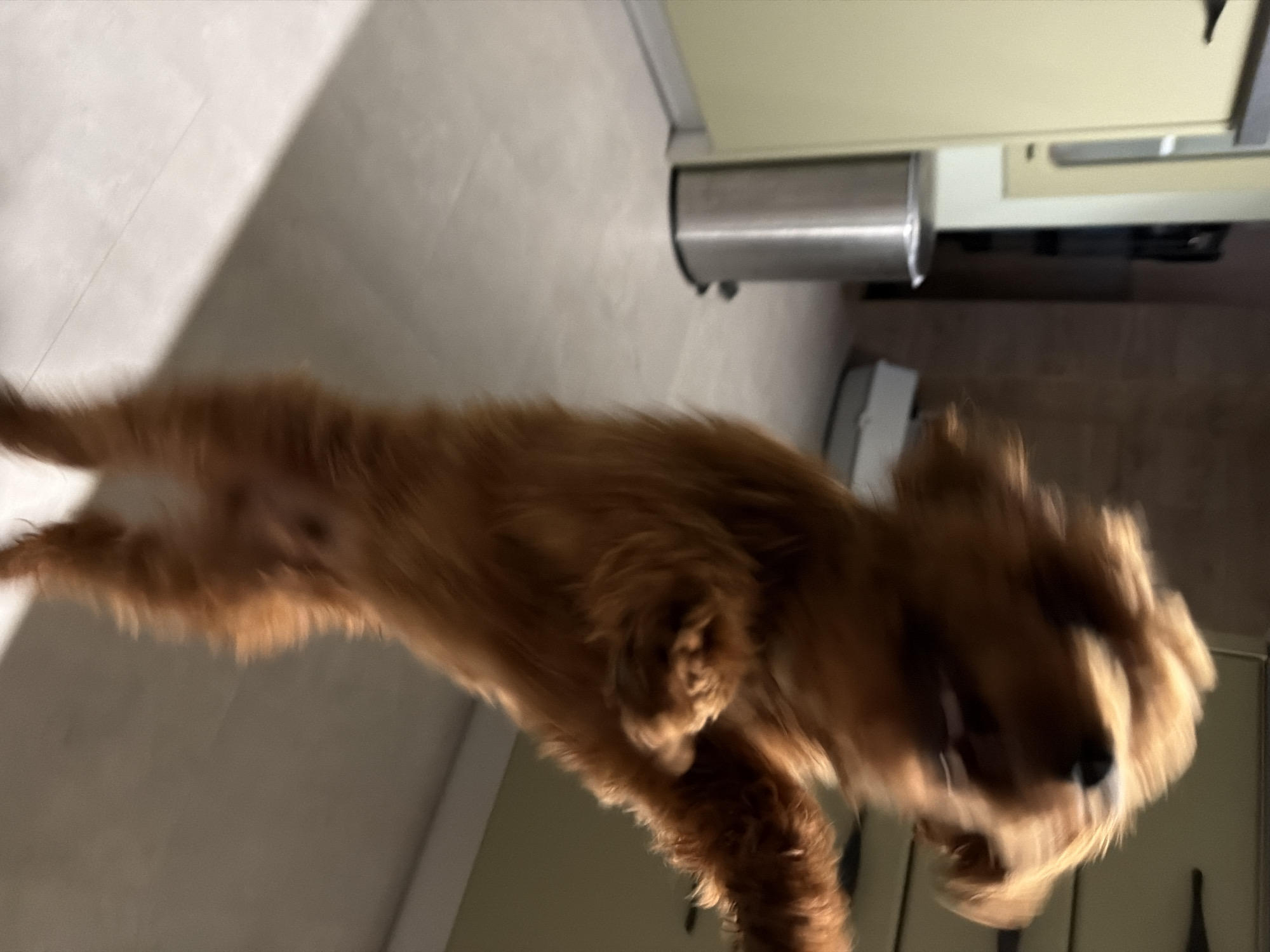 An out-of-focus medium shot captures a small, fluffy, golden-brown dog standing on its hind legs, its front paws raised. The dog's head is tilted back and its mouth is open, giving the impression of excitement or playfulness. The background suggests an indoor domestic setting, possibly a kitchen or hallway, with a hint of kitchen cabinets on the left and a metallic trash can. The flooring appears to be tiled. The lighting is dim, and the overall image quality is affected by motion blur. This image was captured in Sofia, Bulgaria.