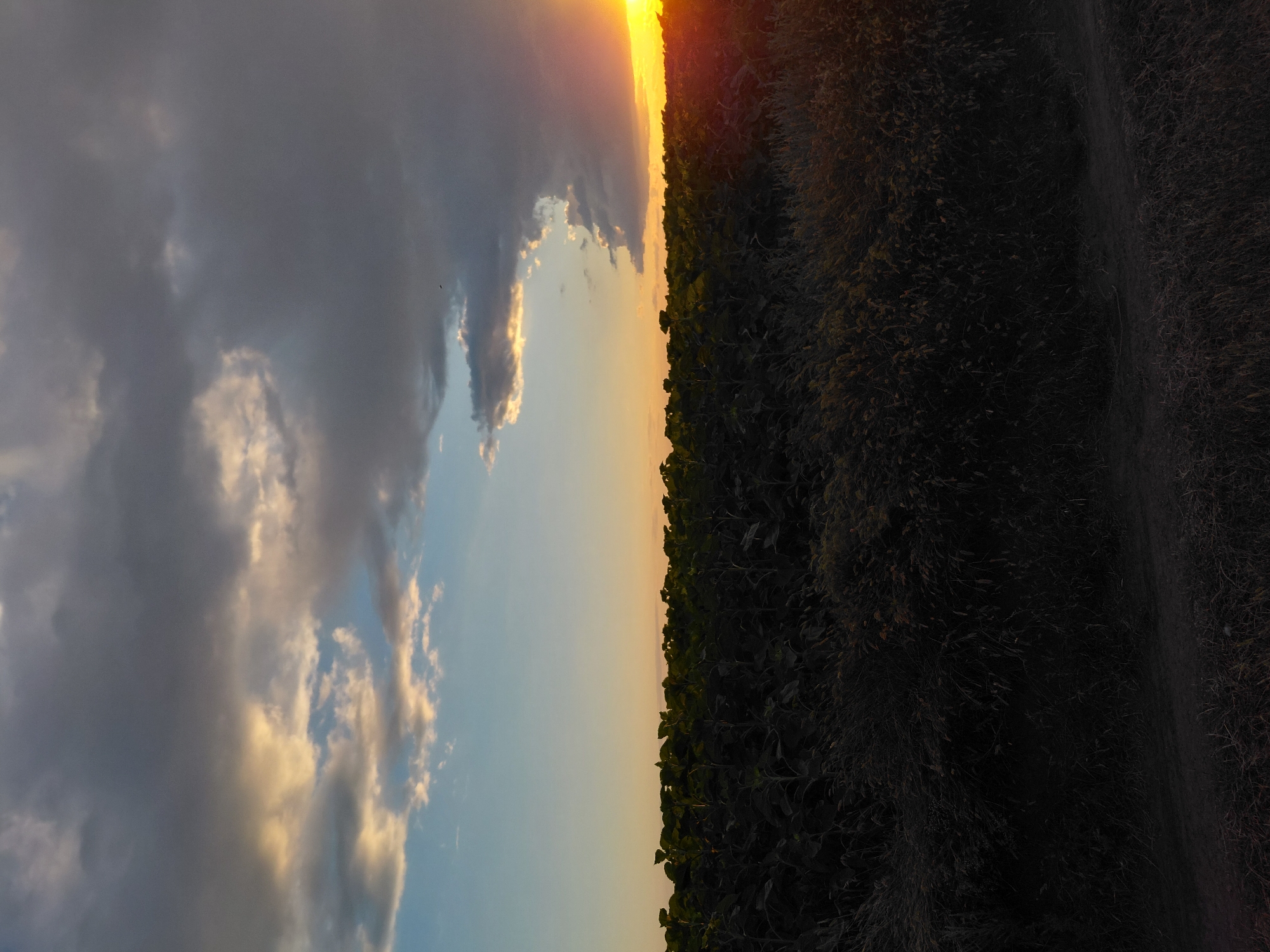 This is a vertical, eye-level, medium shot of a field at sunset. The sun is setting on the right side of the image, casting a warm orange glow across the sky. The sky is filled with clouds, some dark and ominous, others illuminated by the setting sun. In the foreground, there is a field of tall, dark green plants that appear to be sunflowers, with a dirt path running alongside them. The overall mood of the image is peaceful and serene, with a hint of melancholy due to the approaching night. The time of day is sunset, and the weather appears to be clear with some clouds. The location is likely a rural area with a large field. There is no visible text in the image.
