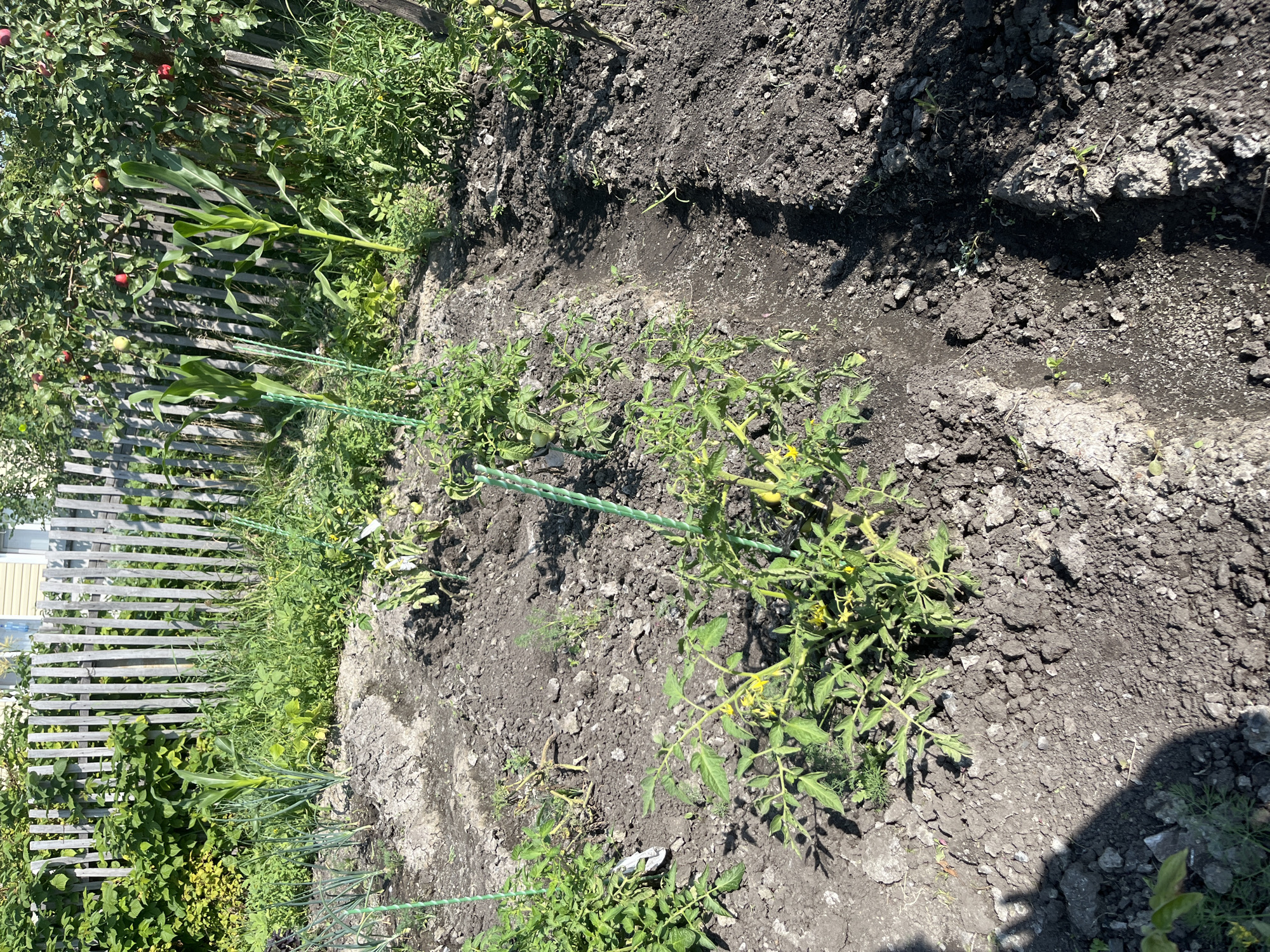 The image shows a vegetable garden in the village of Timiryazev Rural District, Kazakhstan. In the foreground, tomato plants with yellow flowers are growing in rich, dark soil. Several green stakes are visible, supporting the plants. Behind the tomato plants, rows of onions can be seen. Further back, two stalks of corn are growing, supported by green stakes. A wooden fence runs along the back of the garden, separating it from a residential building with yellow siding. Apple trees with red fruit are visible over the fence, indicating a possible orchard or backyard. The scene is bathed in sunlight, casting shadows across the garden. The overall impression is of a well-tended, productive garden.