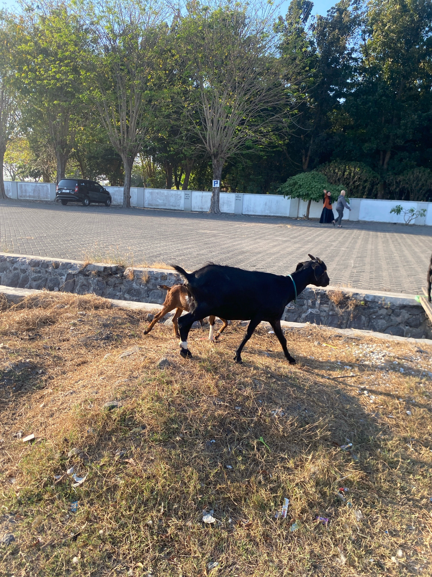 In Gisik Cemandi, Indonesia, two goats are observed in a dry, grassy area with scattered debris, foreground. The larger goat is black with a light blue collar, its body is facing left, and its head is turned to the right. A smaller, tan-colored goat is positioned behind and slightly to the left of the black goat, with its head lowered. In the background, a paved area with parked cars and a stone wall are visible. Three people, two of whom are women dressed in modest attire, are walking in the distance. The scene is bathed in sunlight, casting shadows on the ground.