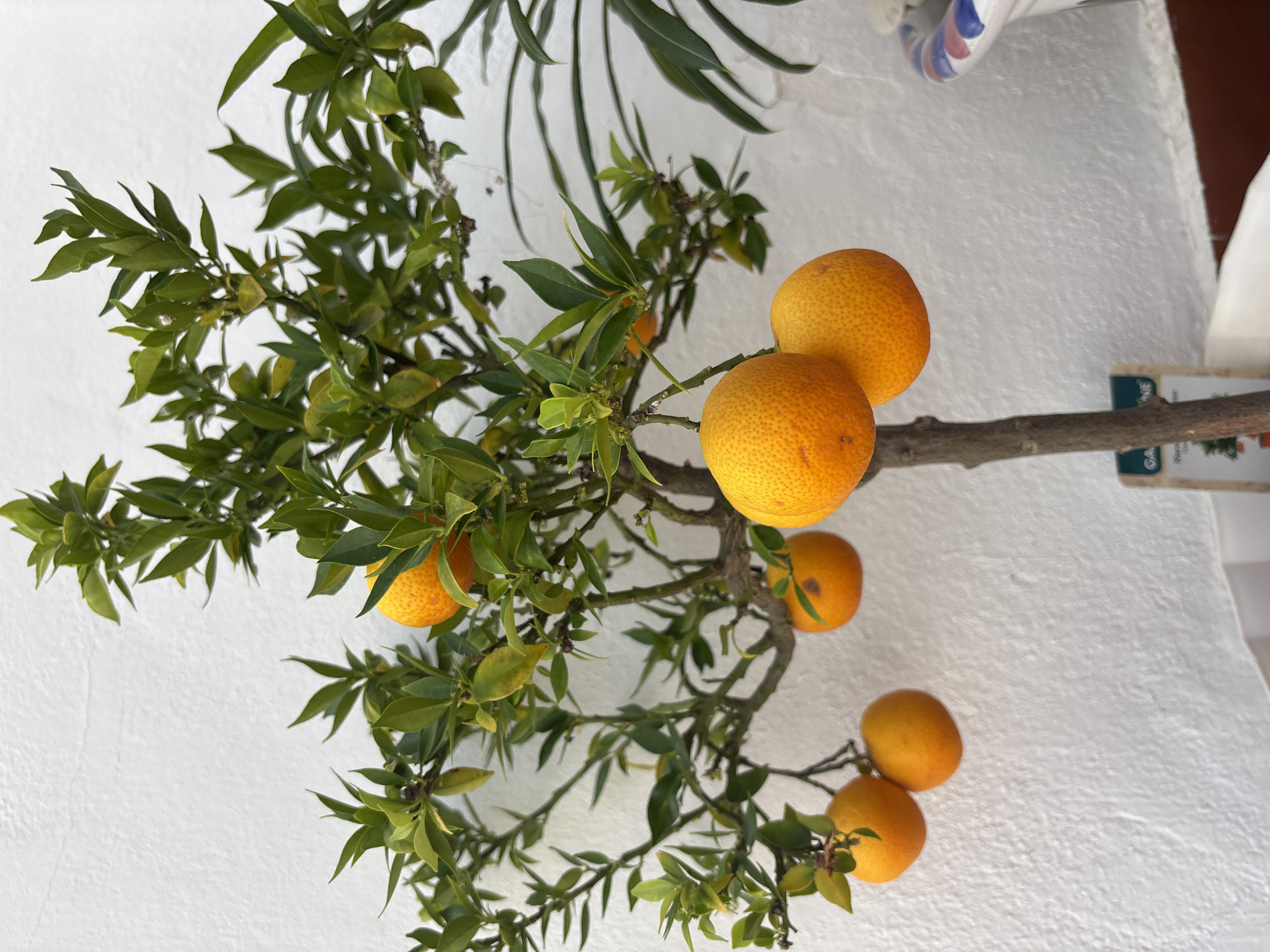 A close-up, eye-level shot captures a small potted orange tree laden with ripe fruit against a textured white wall, a common feature in Orihuela, Spain. The tree, with its woody trunk and green leaves, features several bright orange citrus fruits hanging from its branches. The oranges are round and have a slightly bumpy texture, indicating they are ready for harvest. The background is dominated by the stark white wall, which appears to be an exterior surface, possibly part of a building or courtyard in Orihuela. The lighting suggests it is daytime, casting soft shadows and highlighting the vibrant color of the oranges. To the right, a hint of another potted plant and a decorative ceramic pot with a blue and red rim are visible, adding a touch of domesticity to the scene. A small plant tag, partially visible at the base of the tree, suggests it is a cultivated specimen. The overall impression is one of natural beauty and abundance within an urban or semi-urban setting.