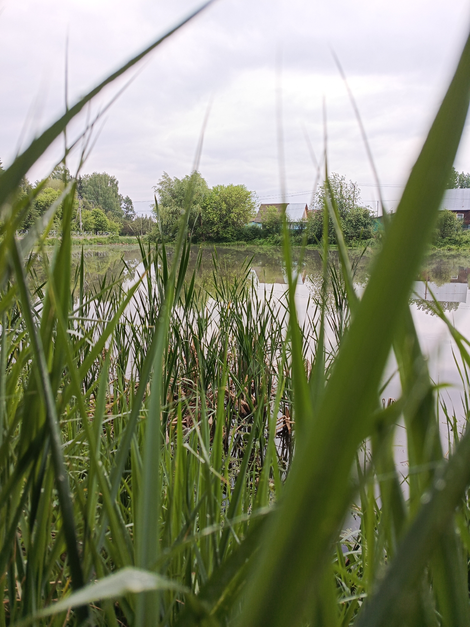 The image shows a view of a body of water, possibly a pond or lake, from the perspective of someone standing near the water's edge amidst tall green grass or reeds. In the background, across the water, there are houses and trees, typical of a rural or suburban setting. The sky is overcast and grey. The image appears to be taken at a low angle, focusing on the foreground vegetation. The location is specified as Chaikovsky, Russia.