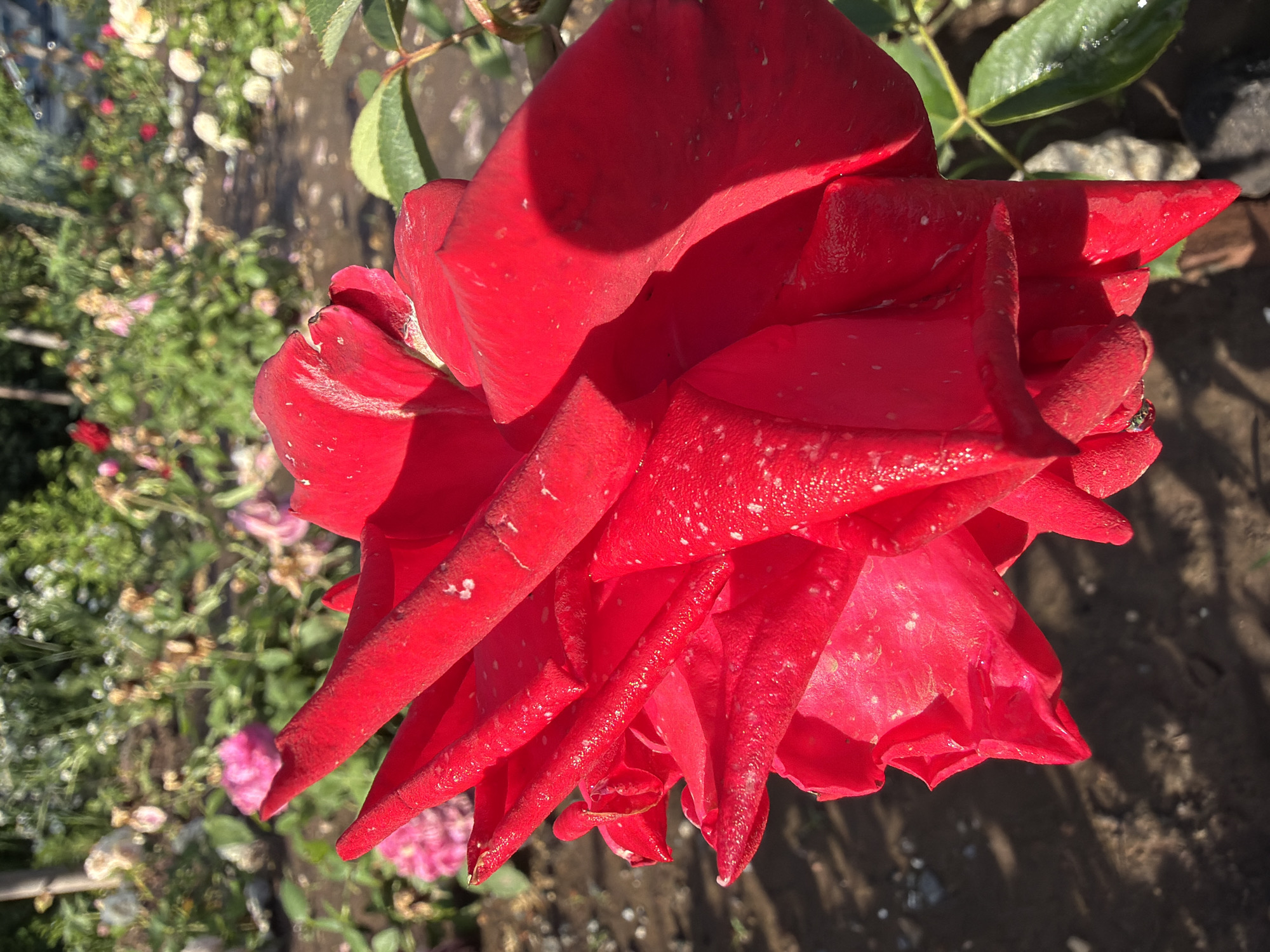 A close-up, low-angle shot showcases a vibrant red rose in full bloom, positioned in the foreground against a blurred background of a garden. The rose petals are richly textured, with a glossy sheen that catches the sunlight. Small, white specks, likely water droplets or pollen, are visible on the petals, adding a delicate detail. The petals are layered and ruffled, with sharp, pointed edges on some of the outer ones.
The background is a soft focus of a garden, suggesting a natural outdoor setting. Hints of other flowers in various shades of pink and white can be seen, along with green foliage. The ground beneath the rose appears to be dark soil, with some small pebbles or debris scattered on its surface. The lighting suggests it is daytime, with sunlight illuminating the rose from the right side, creating soft shadows that accentuate the petal's contours. No people or specific landmarks are visible in the image.
