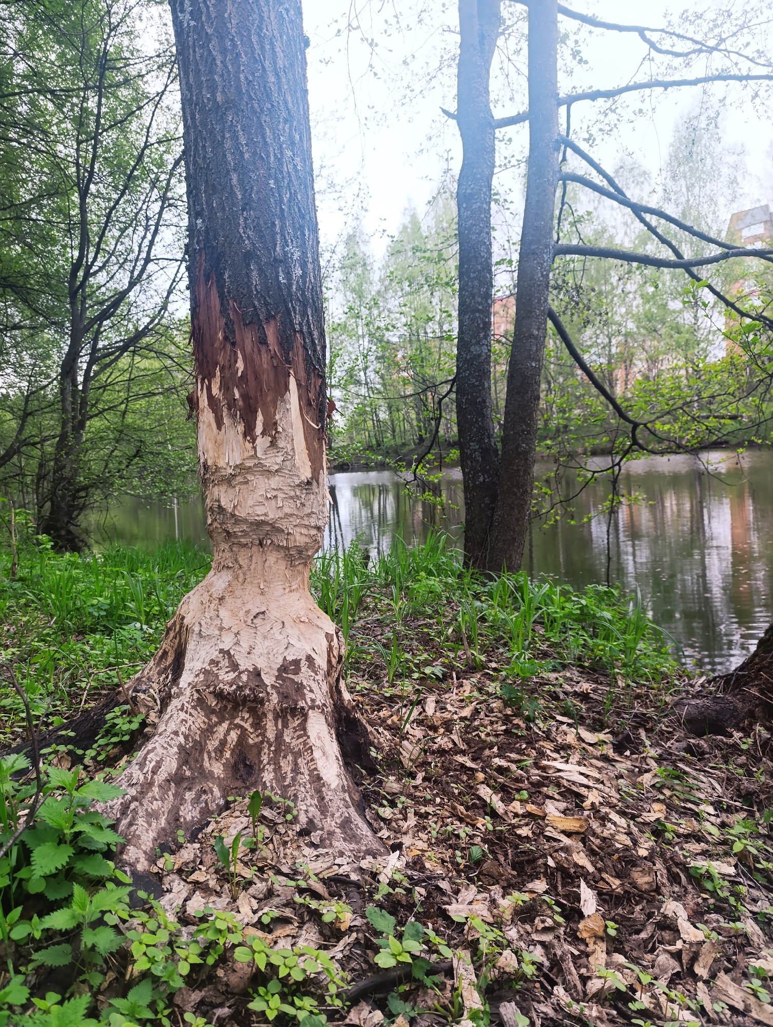 The image shows a tree trunk that has been stripped of its bark, likely by a beaver, in an area with a small body of water. The tree is surrounded by wood shavings and low-lying vegetation. In the background, there are other trees, and what appears to be a building, indicating an urban or suburban environment. The location is Unknown, Unknown.