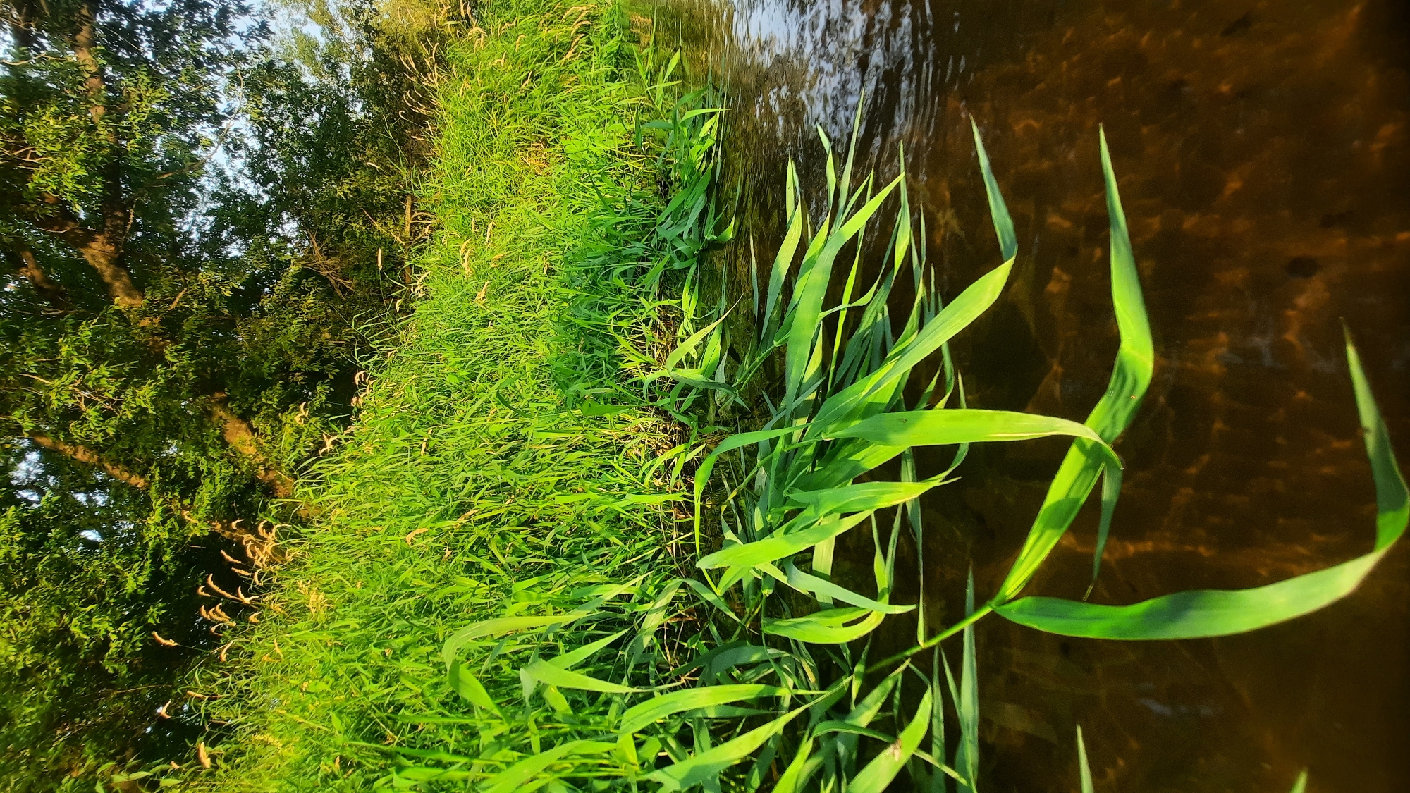 The image depicts a sunlit riverbank lined with lush green grass and foliage. The water is a dark brown, reflecting the surrounding vegetation and a tree with dense green leaves. Some blades of grass extend into the water, appearing submerged and bent. The scene appears to be a natural environment, likely a riverside park or protected area. There are no people or animals visible in the image. The lighting suggests it is either early morning or late afternoon. The location is identified as the riverbank in Shklov, Belarus.