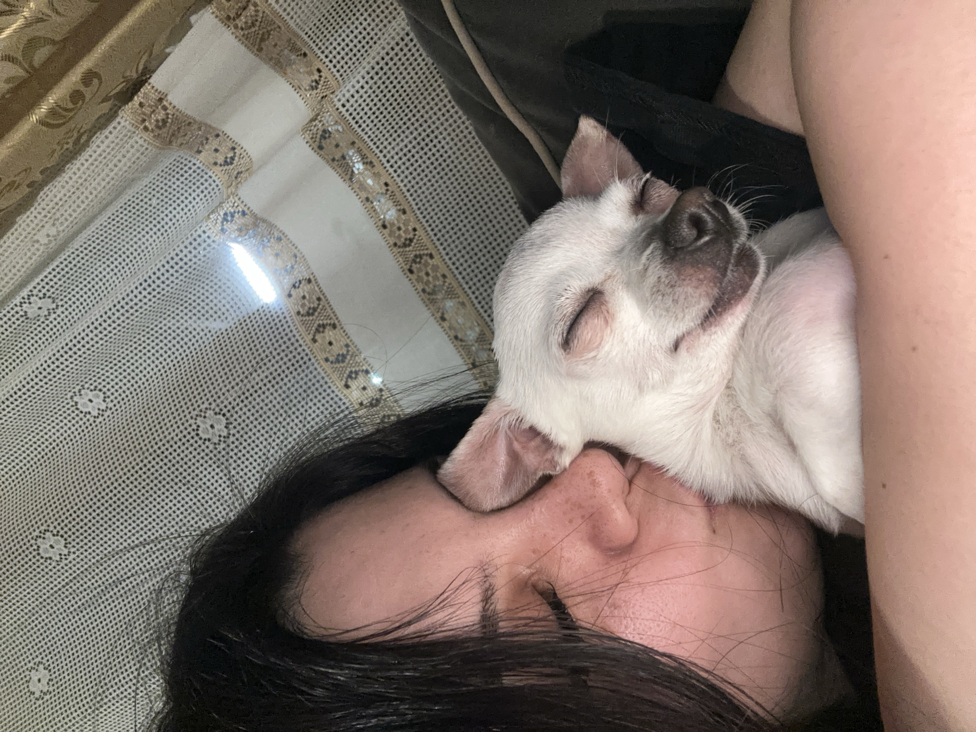 A woman with dark hair is lying down, with a small, white Chihuahua nestled on her face. The dog is sleeping, with its eyes closed. The background includes a patterned bedspread. The scene appears to be indoors, possibly in a bedroom. The location in the city of Chubra, Bulgaria is unknown.