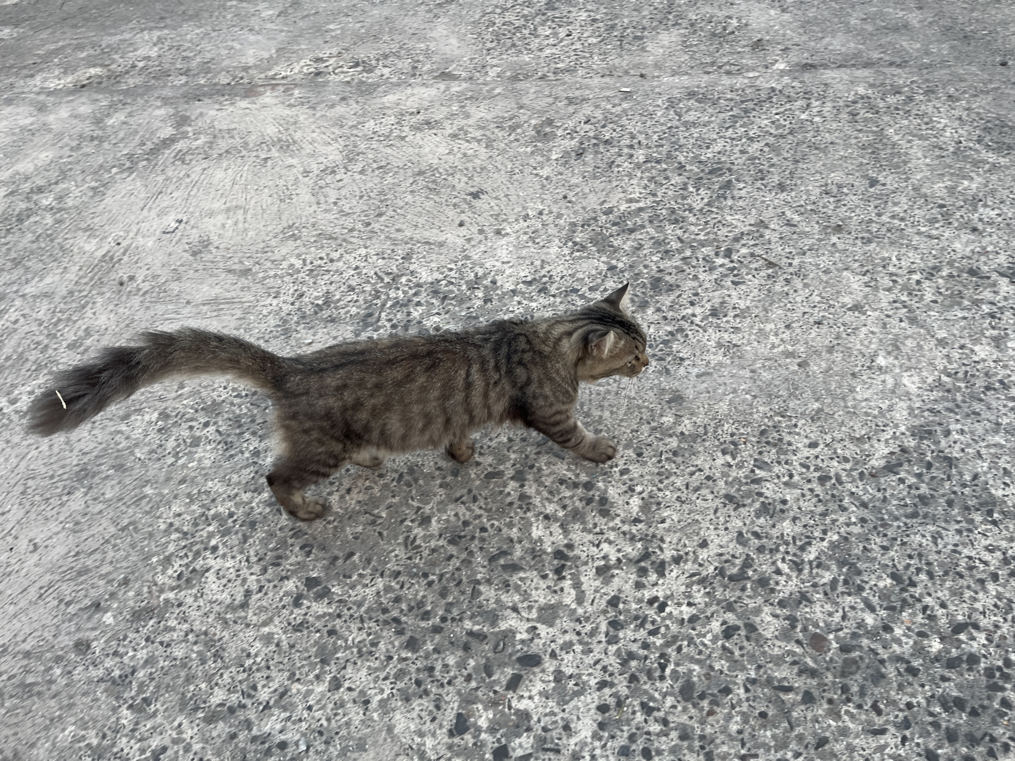 A gray tabby cat is walking on a concrete surface. The cat is facing to the right of the frame. The concrete surface is gray and has a rough texture, with visible small stones embedded in it. The background is out of focus and shows more of the same concrete surface, indicating an outdoor environment, possibly a sidewalk or street. There are no people or other animals visible in the image. The lighting suggests it is daytime. The location is identified as East Jakarta, Indonesia.