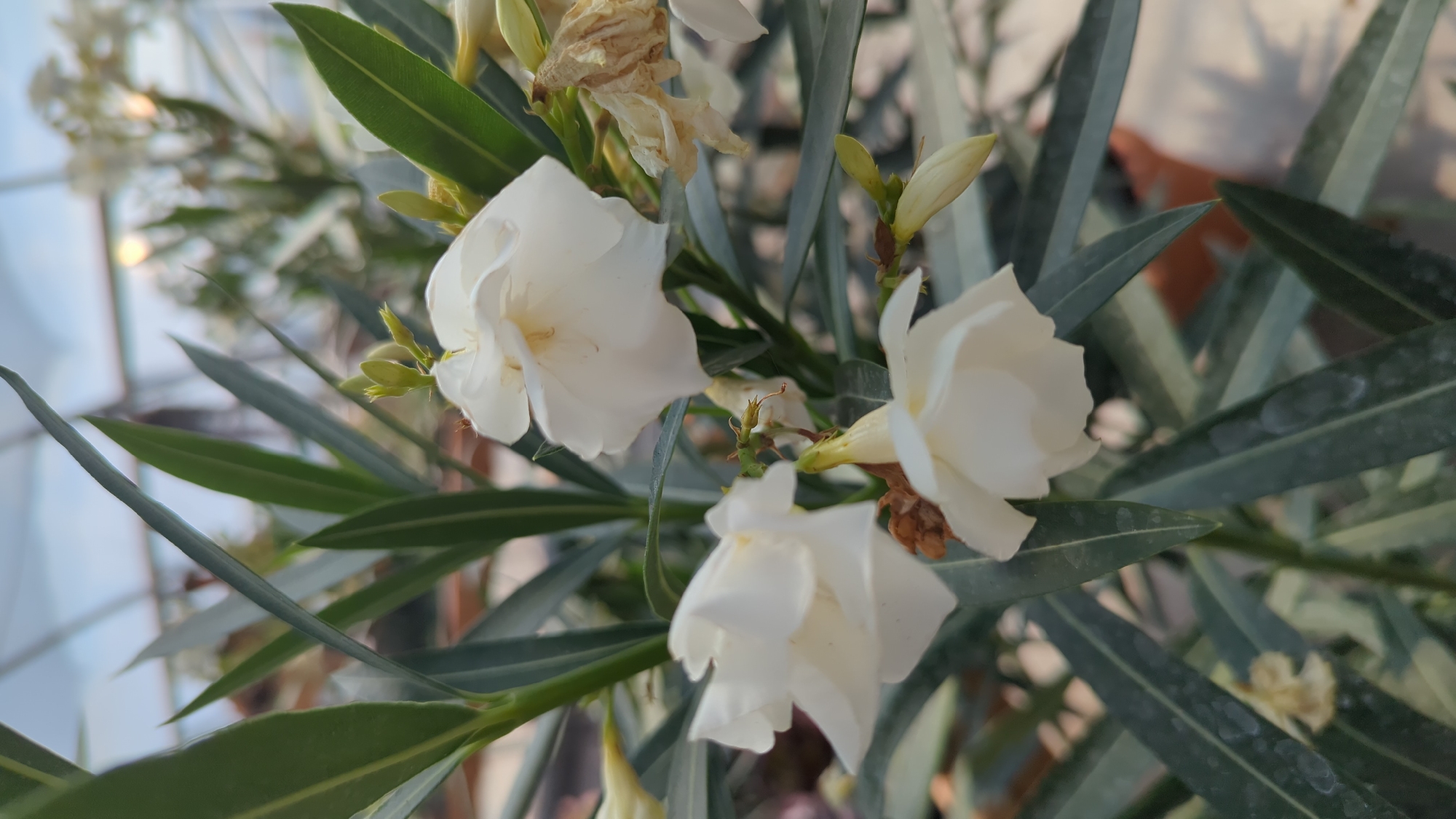 A close-up, vertical, eye-level shot features a cluster of white oleander flowers, some in full bloom and others as buds, set against a backdrop of long, dark green, lance-shaped leaves. The flowers are delicate with multiple layers of petals, and a few dried, brown flowers are also visible. The environment suggests an outdoor setting, possibly a garden or nursery, with a hint of a greenhouse or covered structure in the blurred background, including some warm light sources. The overall impression is one of natural beauty with a slightly wild, untamed quality. The image does not provide any specific details that would allow for its location to be identified in Laval, Canada.