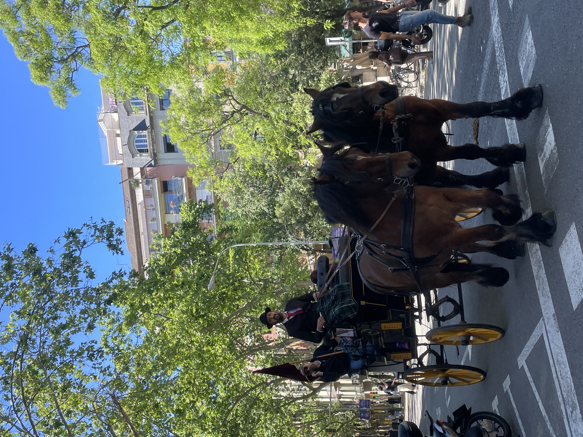 A pair of horses pulling a carriage down a street in Barcelona, Spain. The carriage is being driven by a man in a dark suit and a hat, and there is at least one other passenger in the carriage. The horses are dark-colored, and the carriage has yellow wheels. The street is paved with asphalt and marked with white lines for lanes. There are trees lining the street, and buildings are visible in the background. People are walking on the sidewalk in the background. The sky is clear and blue.