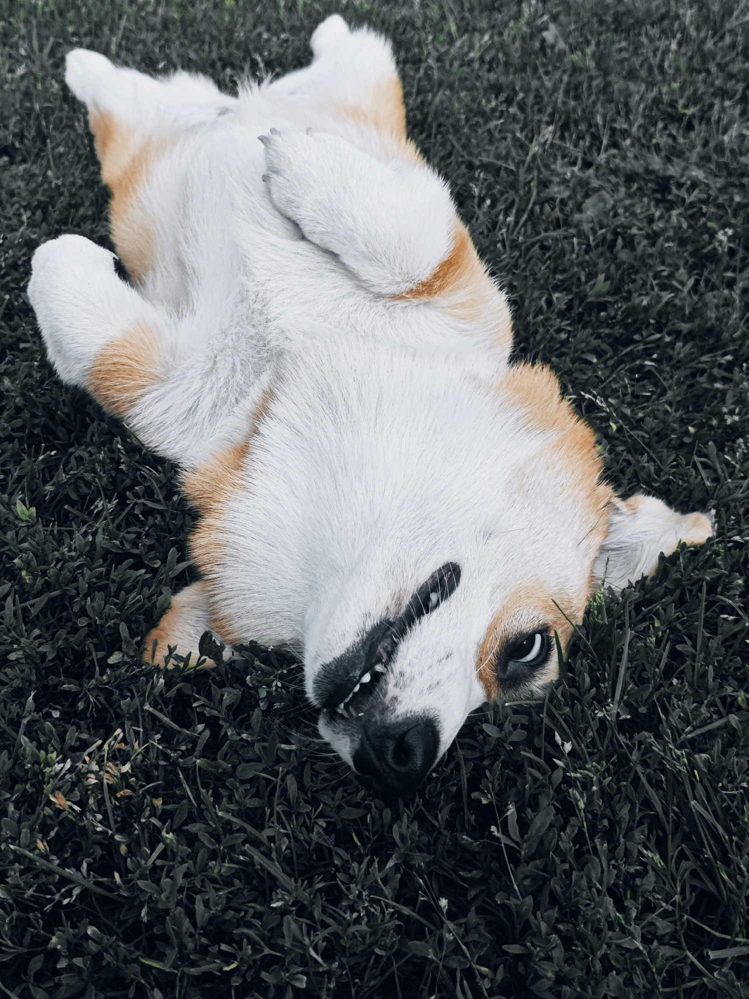 A corgi dog is lying on its back in the grass, with its paws in the air and its mouth open. The dog has white and orange fur, and its eyes are blue. The grass is green and lush. The image is taken from above, looking down at the dog.
