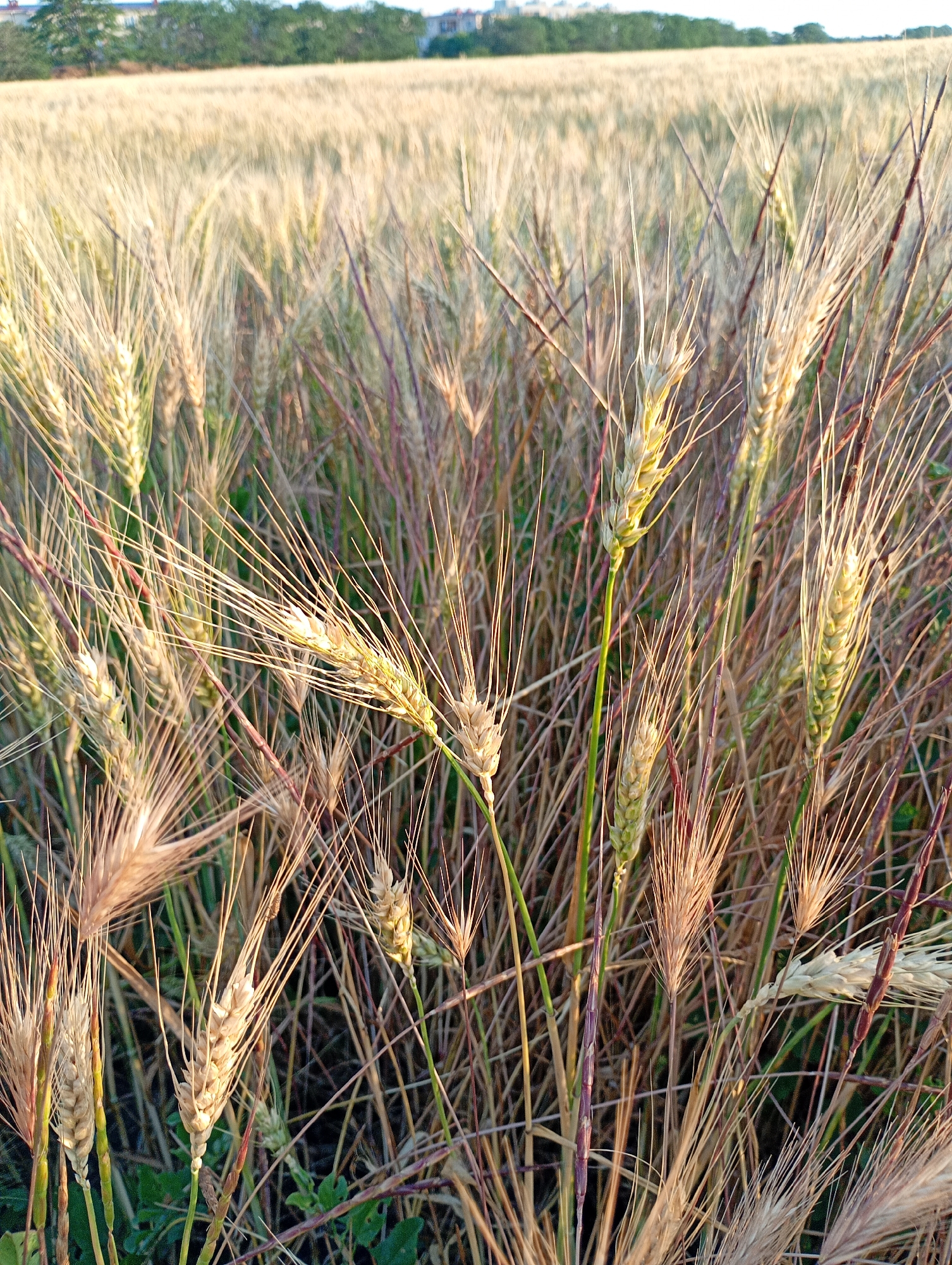 The image shows a close-up of a wheat field in Avanhard, Ukraine. The wheat stalks are predominantly golden brown and are in various stages of maturity, with some still appearing green. Long, thin awns extend from the wheat heads, giving them a bristly appearance. In the background, the field stretches towards a blurred horizon where trees and buildings are faintly visible against a bright, hazy sky. The lighting suggests it is either early morning or late afternoon, casting a warm glow over the scene. The overall impression is one of a rural landscape captured during harvest season.