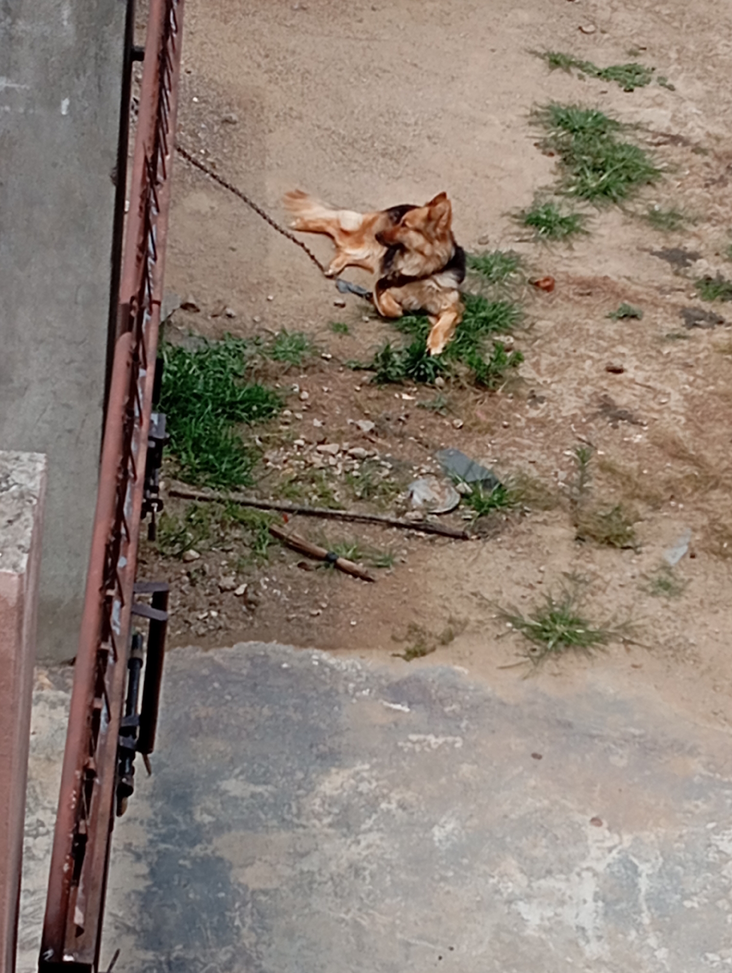 An adult German Shepherd-mix dog is lying on its side on a dirt and gravel ground, tethered by a metal chain. The dog is light brown and black, with its head turned to its left, looking away from the camera. Patches of green grass are scattered around the dog. To the left of the scene is a portion of a rusty metal fence. The ground is uneven and appears to be outdoors in a possibly urban environment, with some scattered debris including a plastic bottle cap.