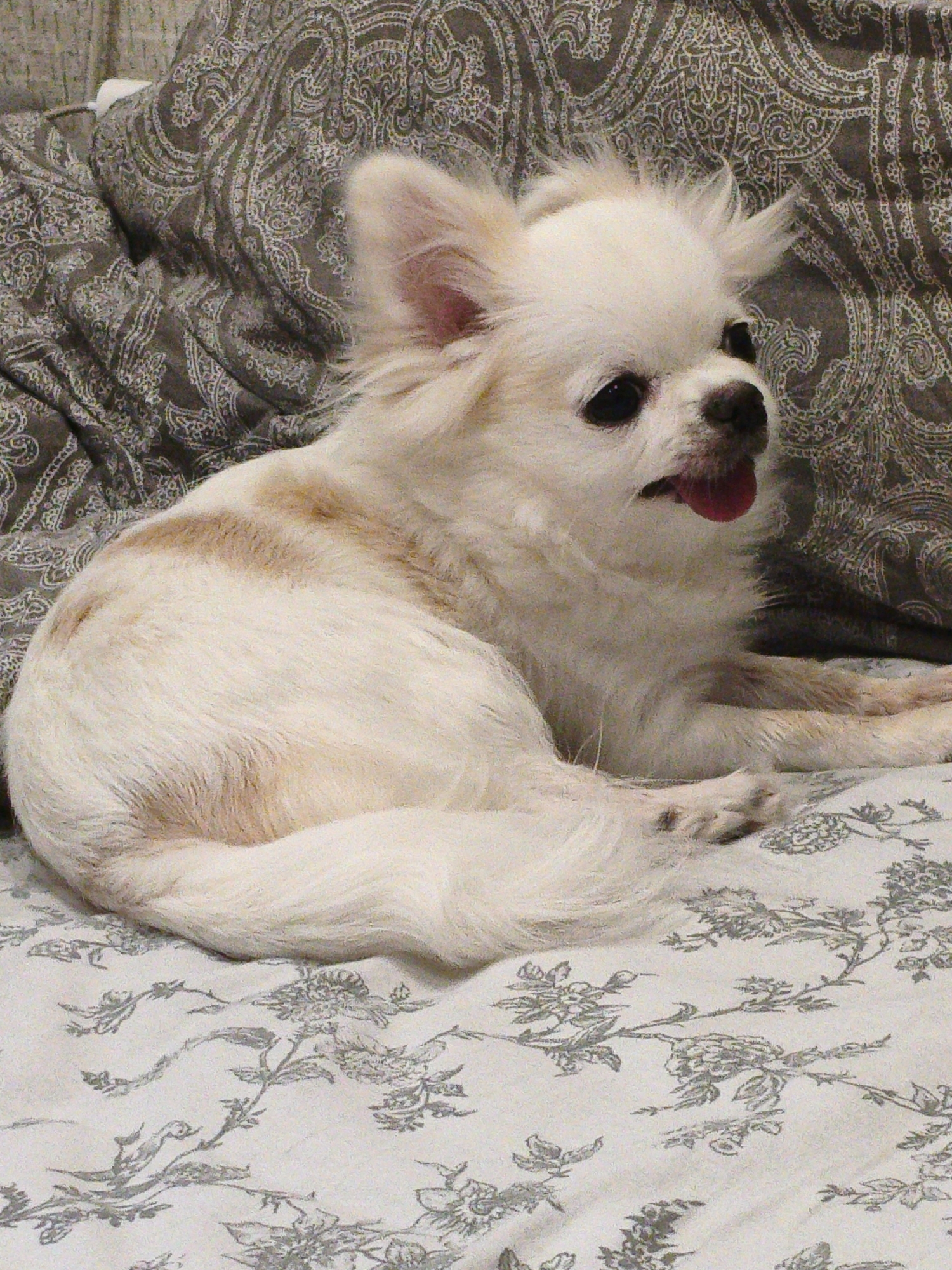 A light-colored, long-haired chihuahua is lying on a bed with a grey patterned comforter and a white floral patterned sheet. The dog is looking to the right with its tongue slightly out. The lighting is dim. The scene is indoors. There are no people visible in the image. No specific location within Chelyabinsk, Russia can be identified from the image.