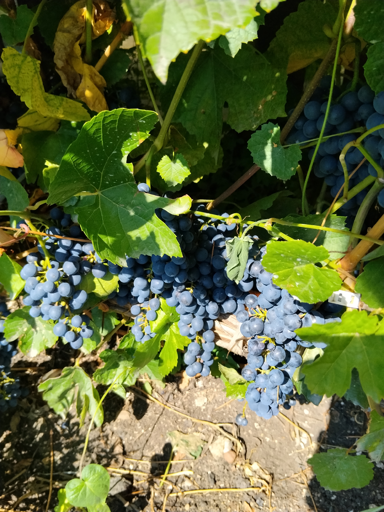 This image is a close-up, overhead shot of a cluster of ripe, dark blue grapes hanging from a vine, partially obscured by green leaves and branches. The grapes are plump and appear to be in a bunch. The background shows the earthy ground with some dried vegetation and scattered rocks. The lighting suggests it is daytime, with dappled sunlight filtering through the leaves. There are no people or animals visible in the image. The image does not contain information that would allow for the determination of its location within the city of Kokshetau, Kazakhstan.