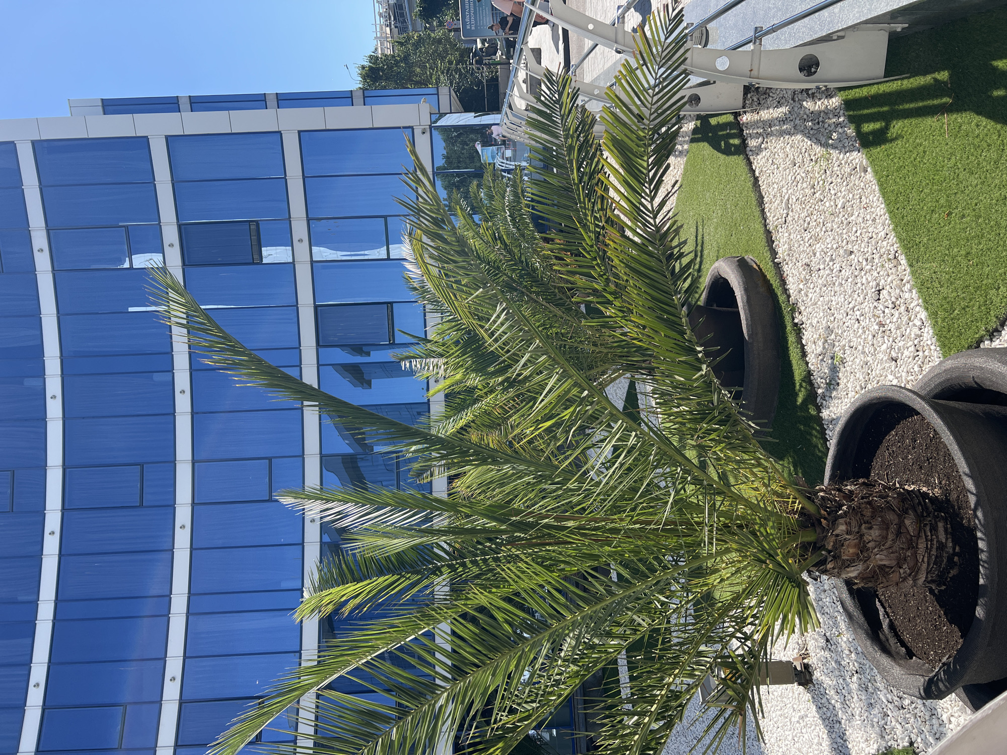 This is a photograph taken outdoors on a sunny day in Odesa, Ukraine. In the foreground, a potted palm tree with lush green fronds is the primary subject. It sits in a large, dark grey fabric planter filled with soil. Behind the palm tree, the scene reveals a modern architectural structure with a curved facade composed of large, reflective blue glass windows framed by white mullions. The building appears to be an office building or hotel. The ground in front of the building is landscaped with a mix of white decorative pebbles and patches of artificial green turf. A large, dark, circular object, possibly a repurposed tire, is partially visible among the palm fronds. In the background, some trees and a bright blue sky are visible. Further to the right, a metal railing and some people are visible on what appears to be an elevated walkway or terrace. One person is walking away from the camera, and another is partially visible in profile. A white sign with black lettering is also present in the background to the right. The overall impression is one of a contemporary urban environment with carefully maintained landscaping.