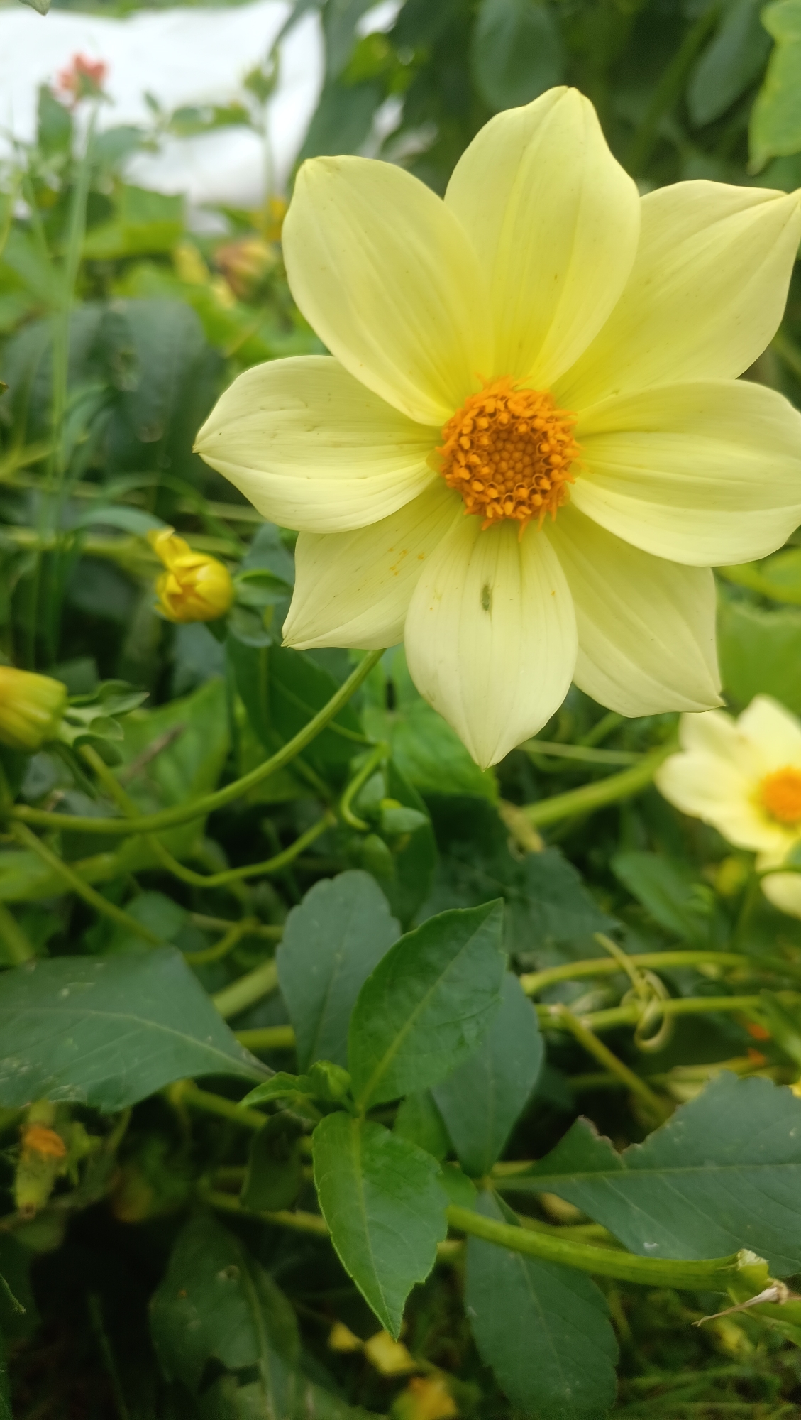 A close-up shot features a pale yellow dahlia with a bright orange center, set against a backdrop of green foliage and other partially blurred yellow flowers. A small green insect is visible on one of the flower's petals. The image appears to be a still photograph of a garden. No elements suggest a specific location in Karsha, Russia, or any human presence.