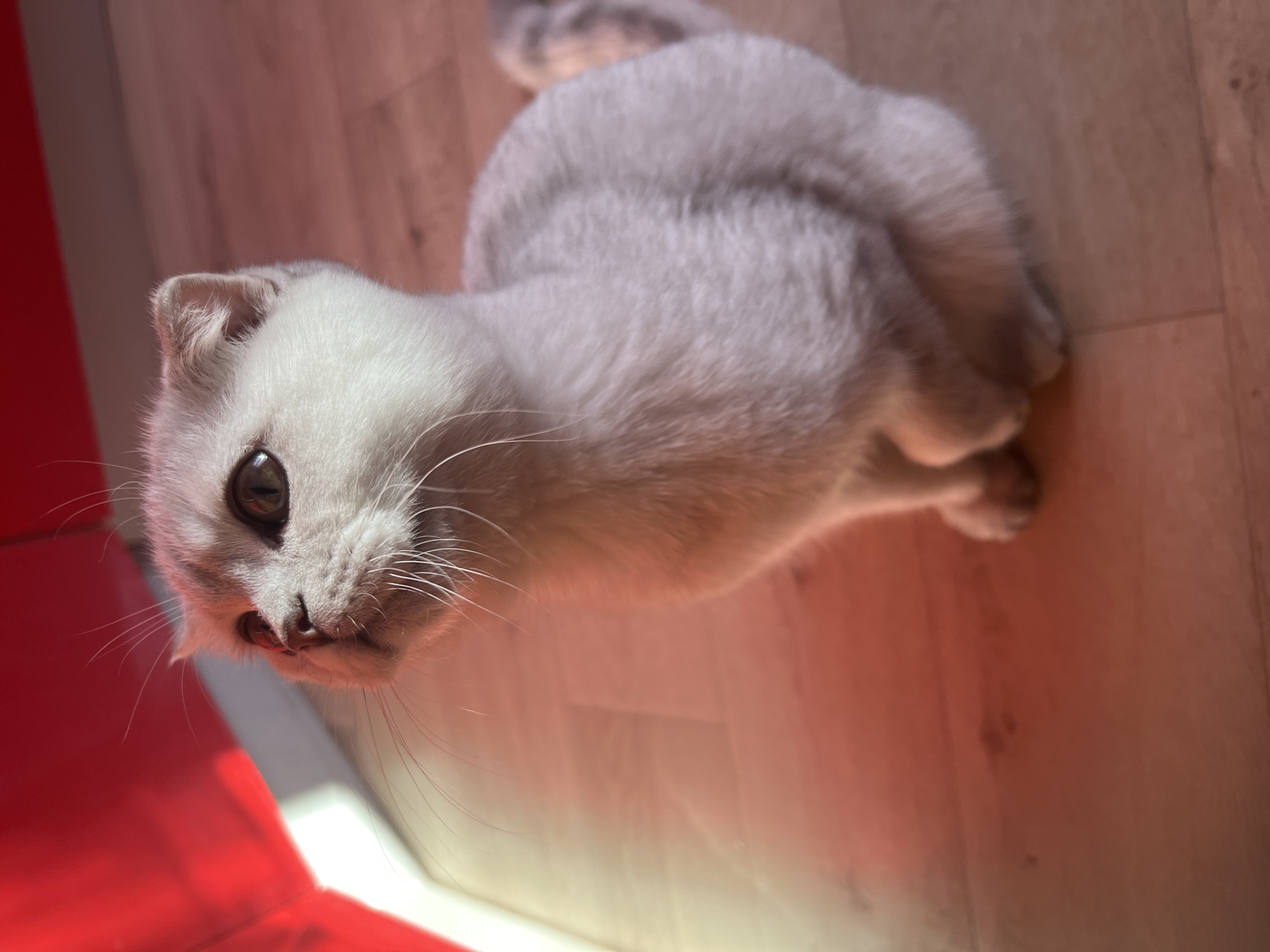 A close-up, slightly angled shot features a light gray cat with folded ears (likely a Scottish Fold) looking up toward the camera. The cat is positioned on what appears to be a light-colored wooden floor. In the lower left corner, part of a bright red object (possibly a chair or other furniture) is visible. The lighting suggests an indoor setting, possibly near a window, creating shadows across the floor. No people or location-specific details (such as specific landmarks indicating Noviy, Russia) are evident in this image. The focus is primarily on the cat.