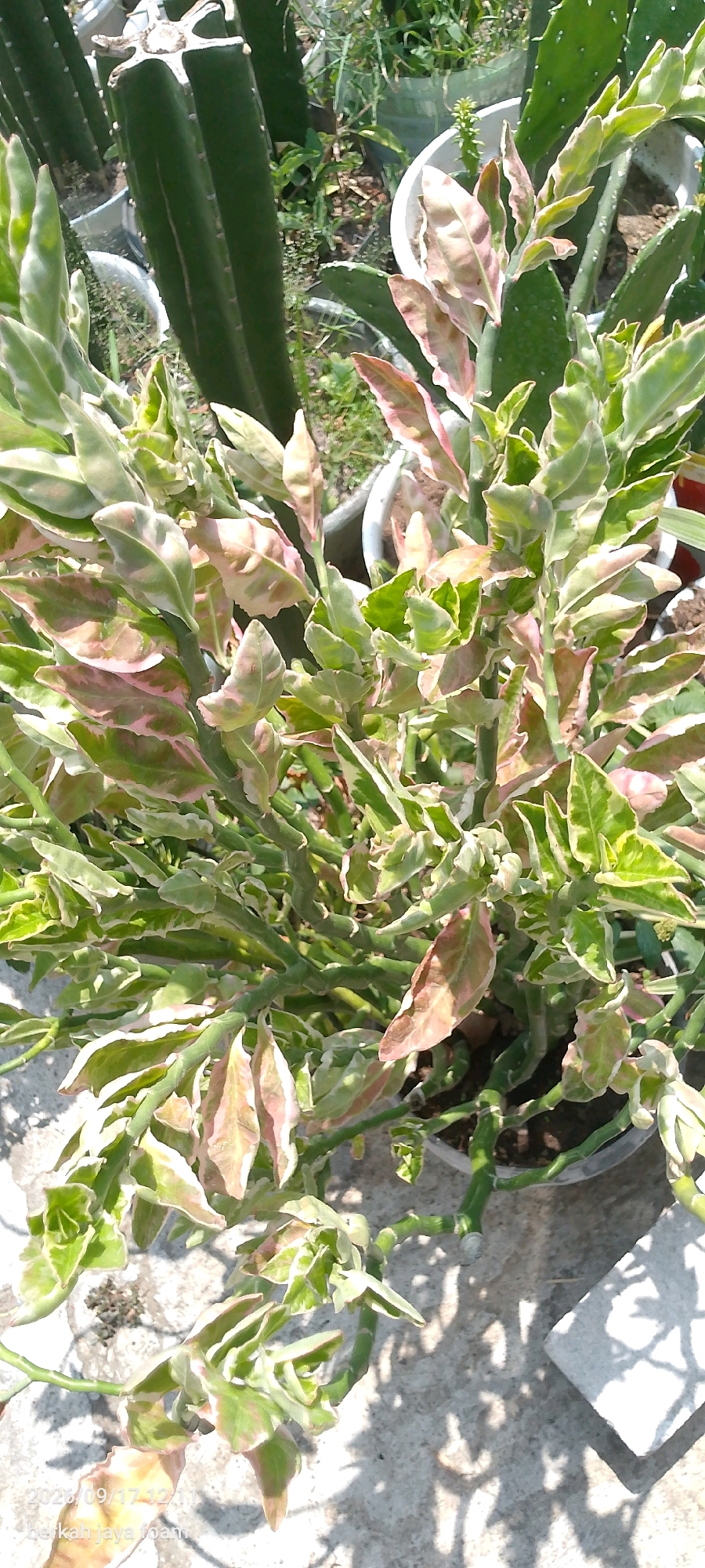 The image displays a variegated plant, possibly of the Euphorbia genus, with green, white, and pinkish-red leaves, in a pot. The plant is situated outdoors on a textured surface, likely concrete, with dappled sunlight creating shadows. In the background, other plants and pots are visible, including what appears to be a tall, green cactus or succulent on the left. The overall setting suggests a garden or outdoor plant display. The date "2023/09/17 12:11" and "berkah jaya foam" are visible in the lower left corner, suggesting a possible location or context. The image is taken from a high-angle perspective.