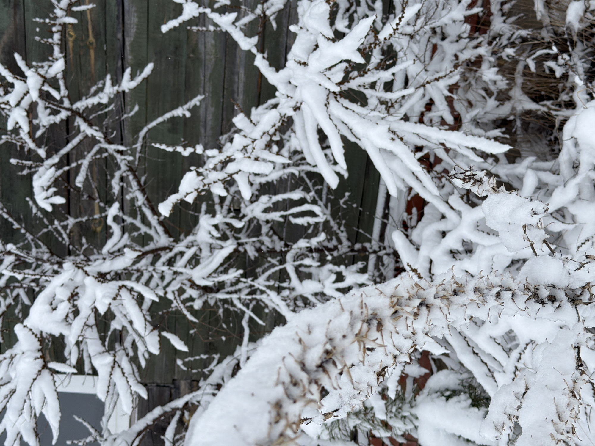 The image shows snow-covered branches in Chaikovsky, Russia, near a weathered wooden structure. The branches are layered with fresh snow, with some bare twigs visible. The wooden structure has faded, dark green paint. The perspective is a close-up view looking down.