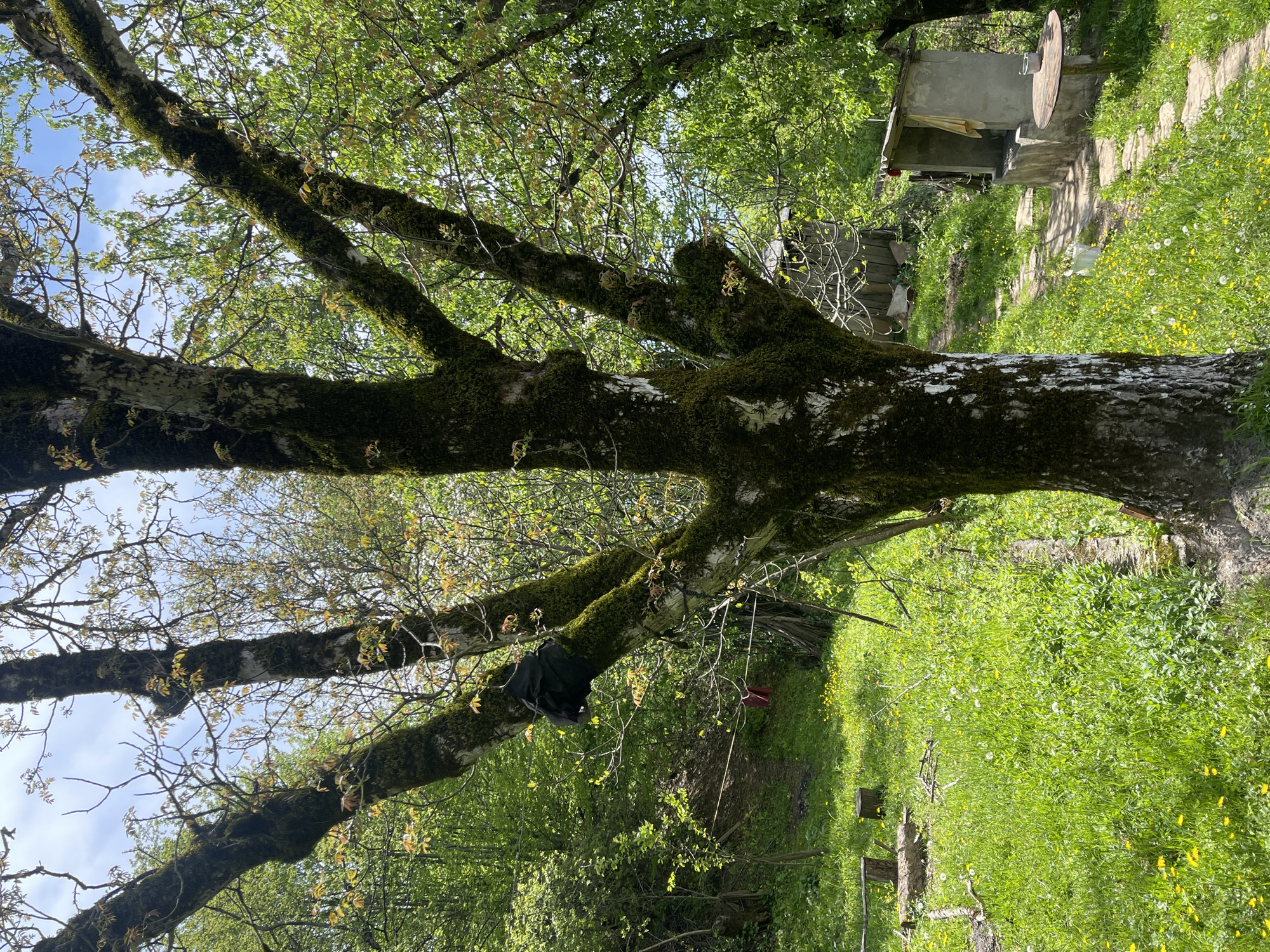The image shows a tree in a rural area of Chiatura, Georgia. The tree has thick branches covered in moss, with some branches extending towards the sky where patches of blue are visible through the foliage. Underneath the tree is a grassy area with yellow wildflowers. In the background is a partially obscured stone structure with a wooden wheel leaning against it, accessible by a stone-paved path. Suspended from one of the tree branches are two objects: a dark-colored bag and a red cloth. A clothesline is tied to a branch.