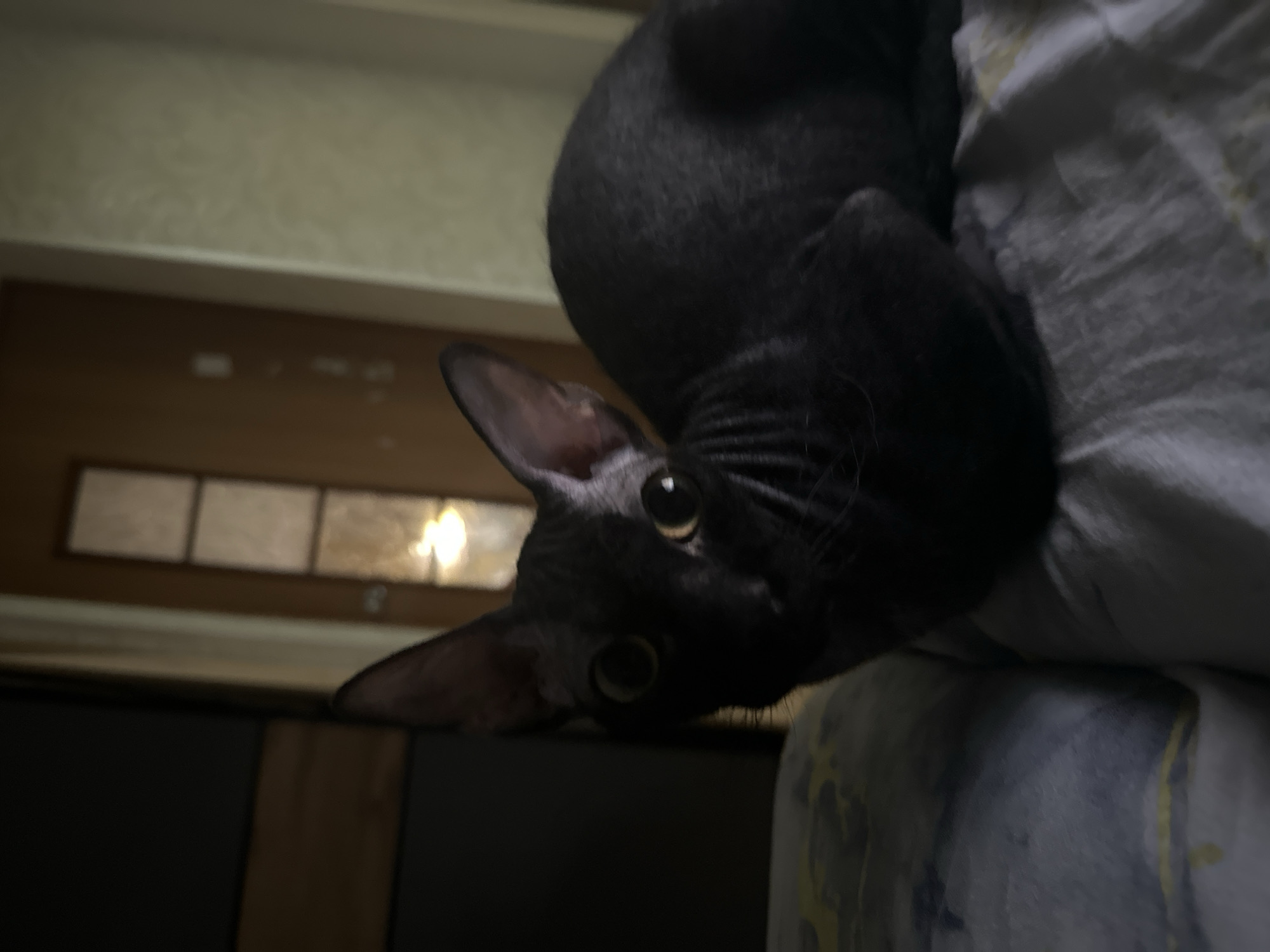 A close-up, low-angle shot depicts a dark-colored, possibly black, cat perched on what appears to be a bed or other soft surface covered with a light-colored fabric with a mottled pattern. The cat's head is prominently featured, with its large, yellowish eyes looking directly at the camera. One ear is fully visible, while part of the other ear is obscured. The cat's body is partially visible, curving around the soft surface. The background shows a dimly lit room with a wooden cabinet or shelf structure partially visible. There is no definitive indication of the location being the city of Chaikovsky, Russia, or any other specific location. The focus is on the cat and its immediate surroundings.
