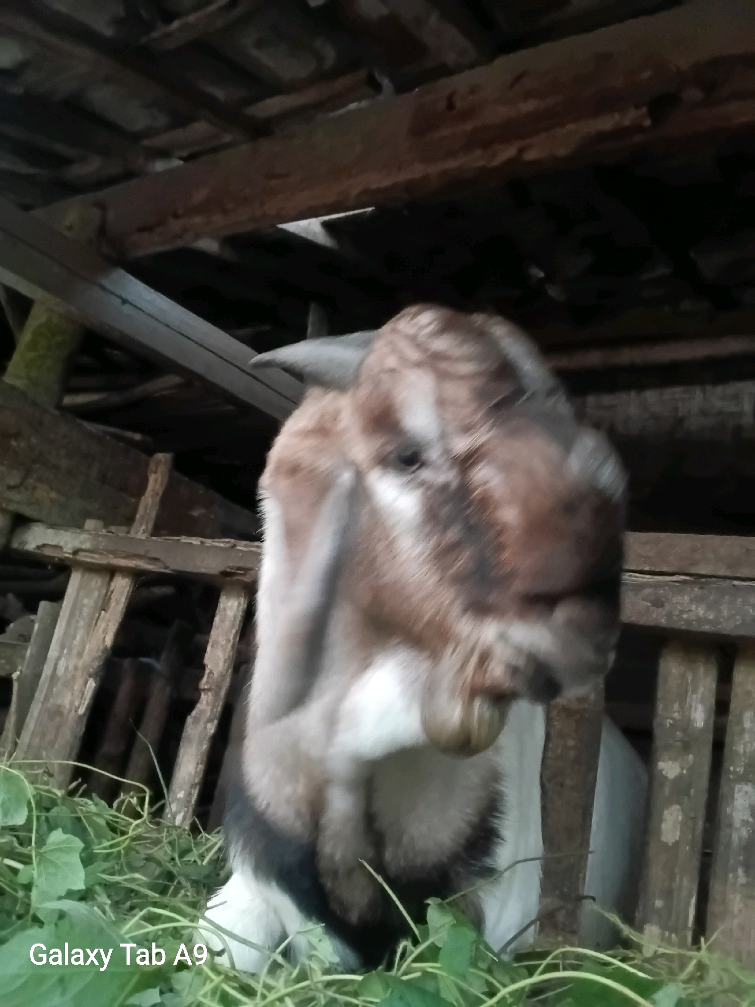 A medium shot captures a goat with brown and white fur, its head turned to the right, in what appears to be a barn or animal enclosure. The goat is positioned in the foreground, with a pile of green vegetation or hay beneath it. The background consists of wooden structures, including beams and planks, suggesting a rustic, possibly rural setting. The lighting is dim, indicating an indoor or shaded environment. The bottom left corner of the image displays the text "Galaxy Tab A9," likely indicating the device used to capture the photograph. The scene is likely located in a rural area of Trenggalek, Indonesia, given the context provided.