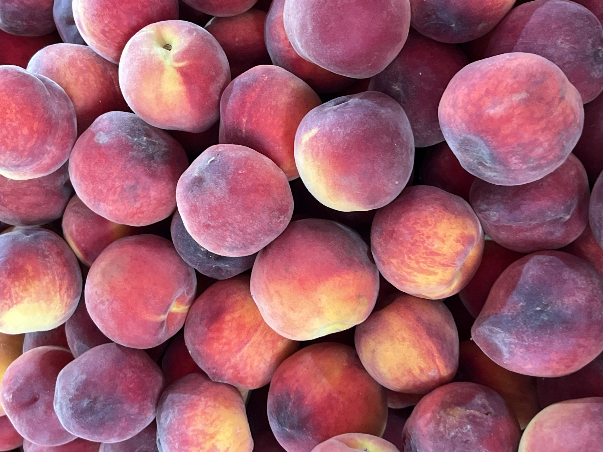 A close-up, overhead shot captures a large pile of ripe peaches. The peaches are mostly round with some variations in shape, and their skin exhibits a gradient of colors from deep red and purple to bright yellow and orange, indicating ripeness. A soft, fuzzy texture is visible on the surface of the fruits. They are densely packed together, filling the entire frame of the image. The lighting suggests an outdoor setting, possibly a market stall or a fruit stand, with natural light highlighting the vibrant colors of the peaches. There are no people or specific landmarks visible in the image. The scene is purely focused on the abundance and visual appeal of the fruit.